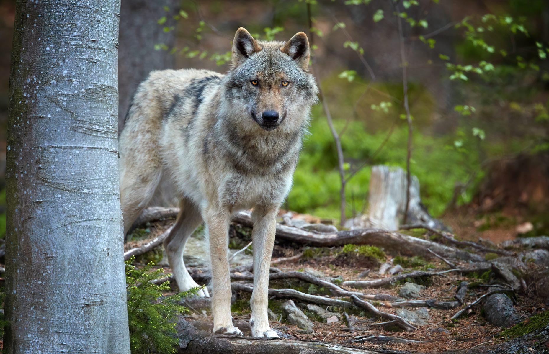 Wolves, Luxembourg