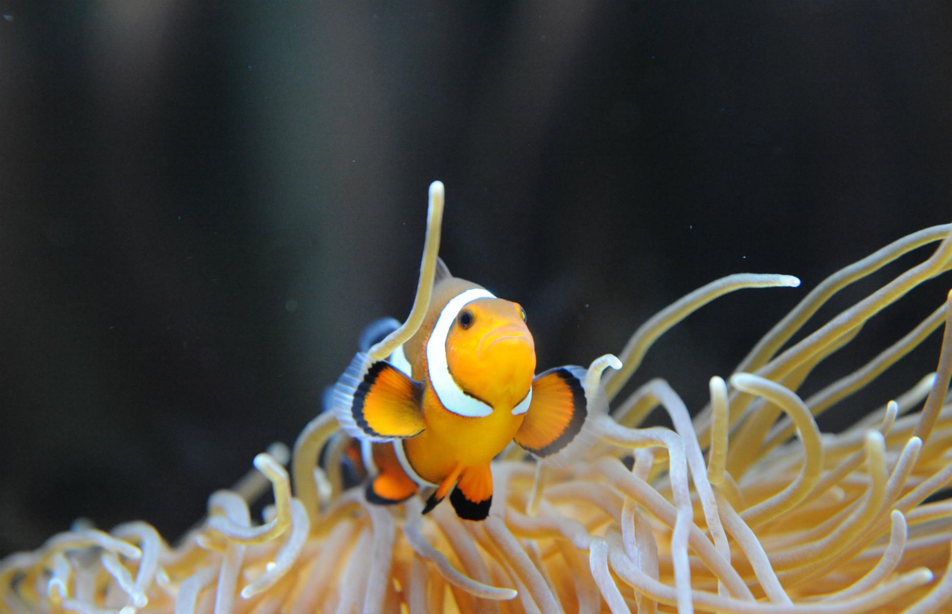 Audubon Aquarium of the Americas, New Orleans, Louisiana