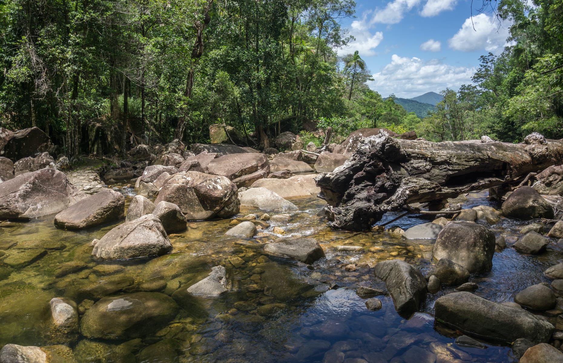 Go platypus spotting at Eungella National Park, Queensland 