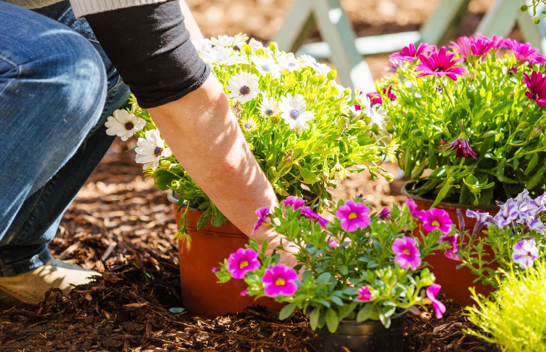 Double pot your plants