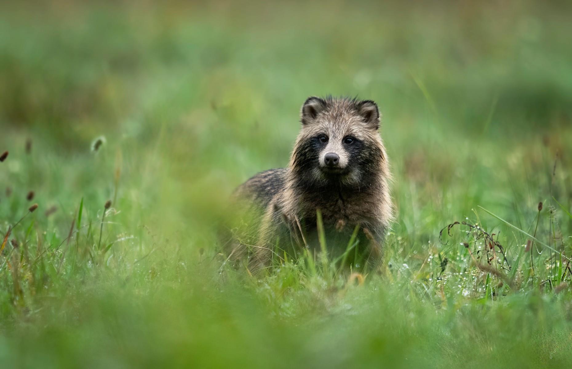20. Raccoon dog