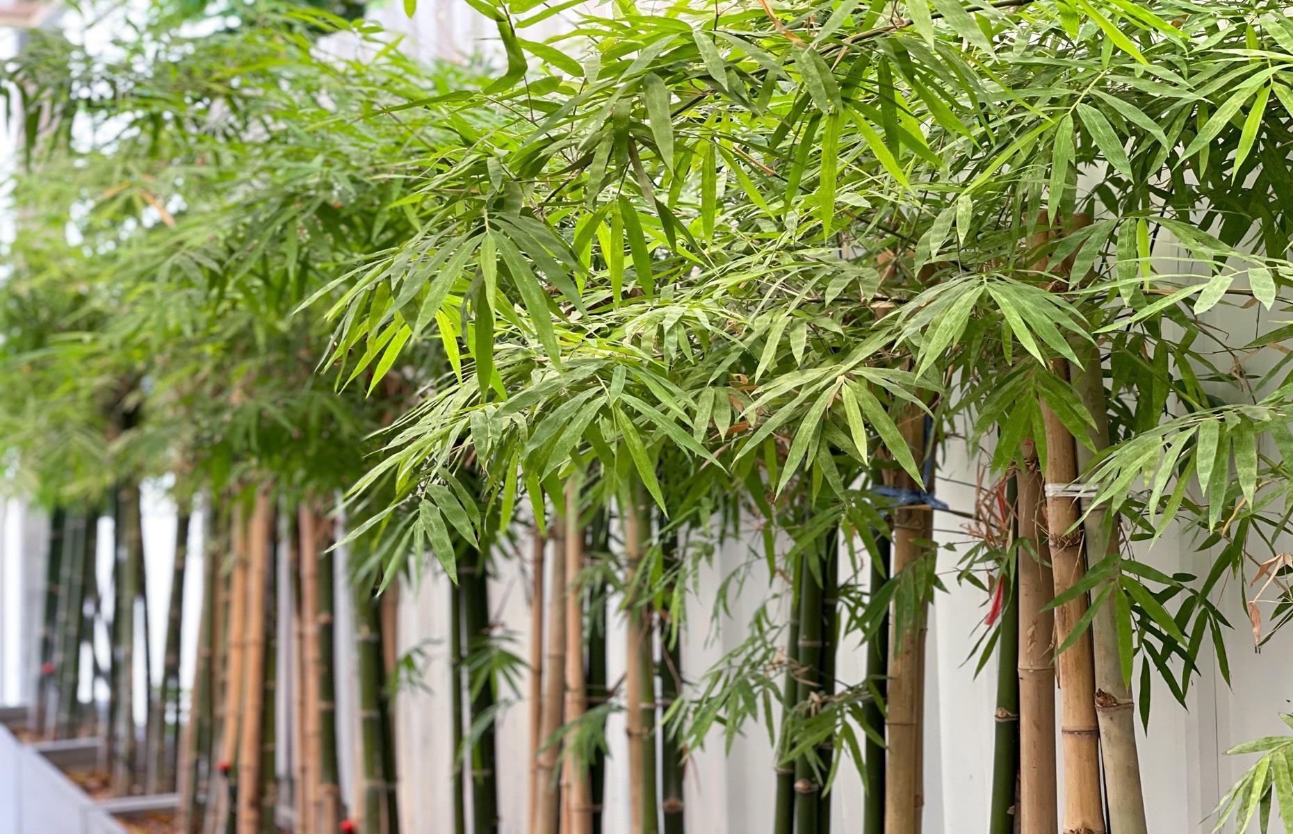 Bamboo (Bambusa vulgaris)