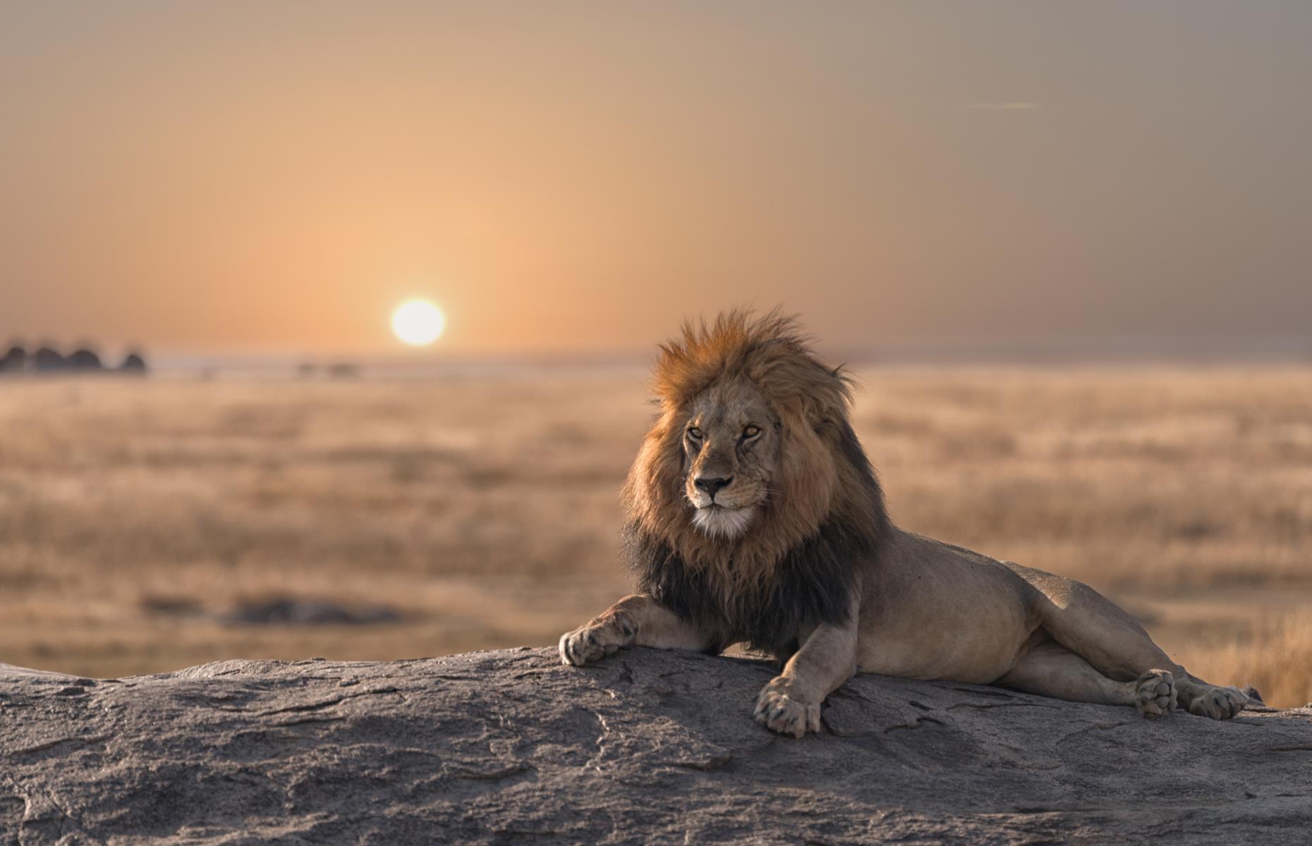 See lions on foot in Kenya