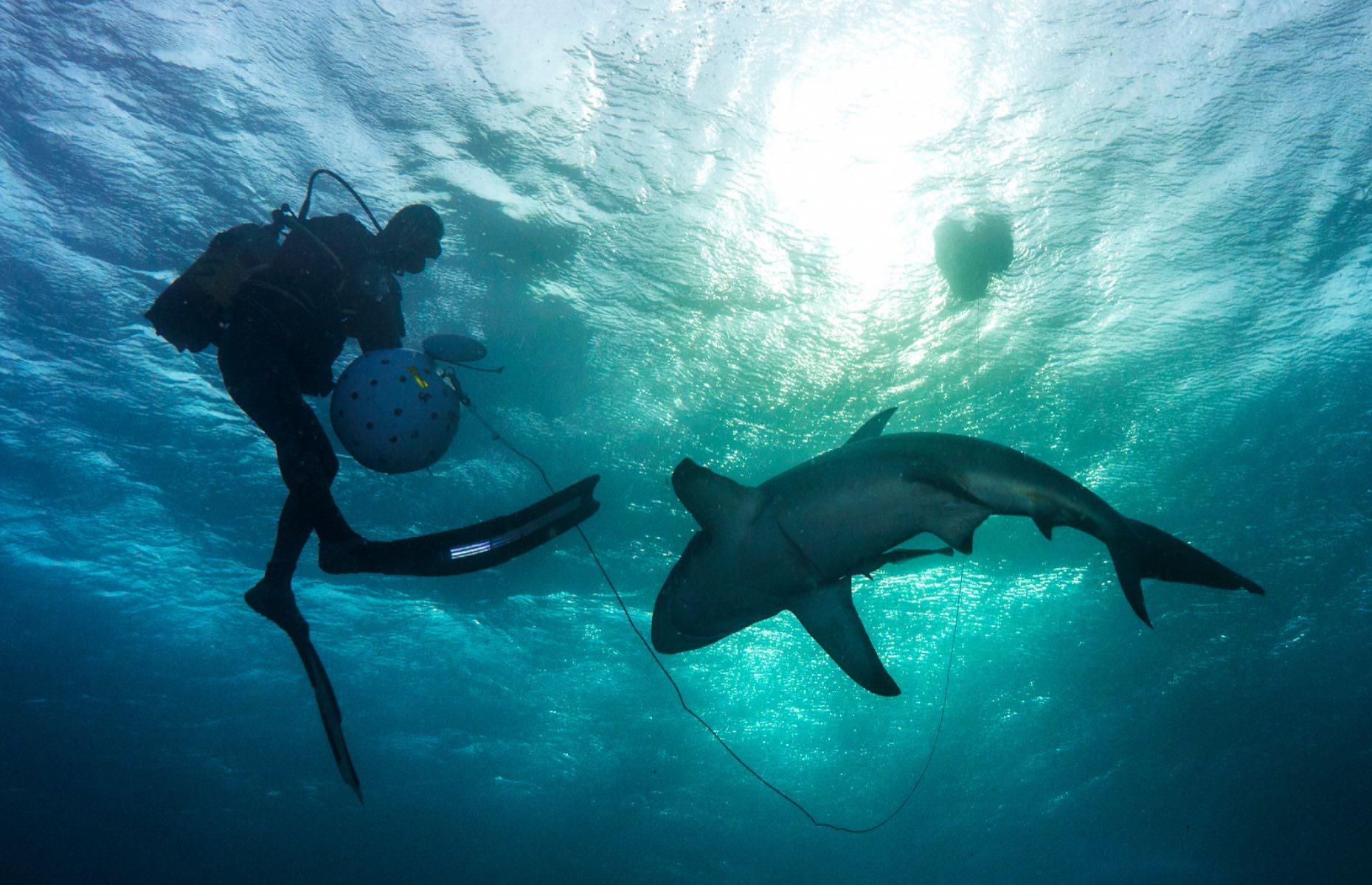 Shark diving, KwaZulu-Natal, South Africa