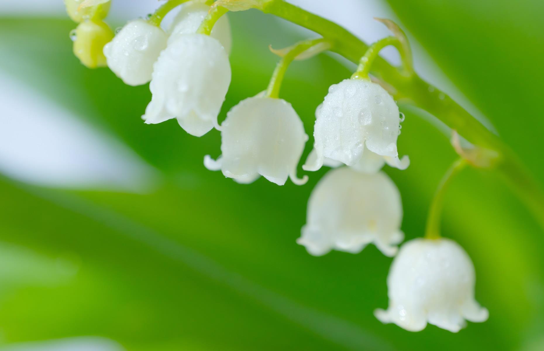 What problems can lily of the valley cause?