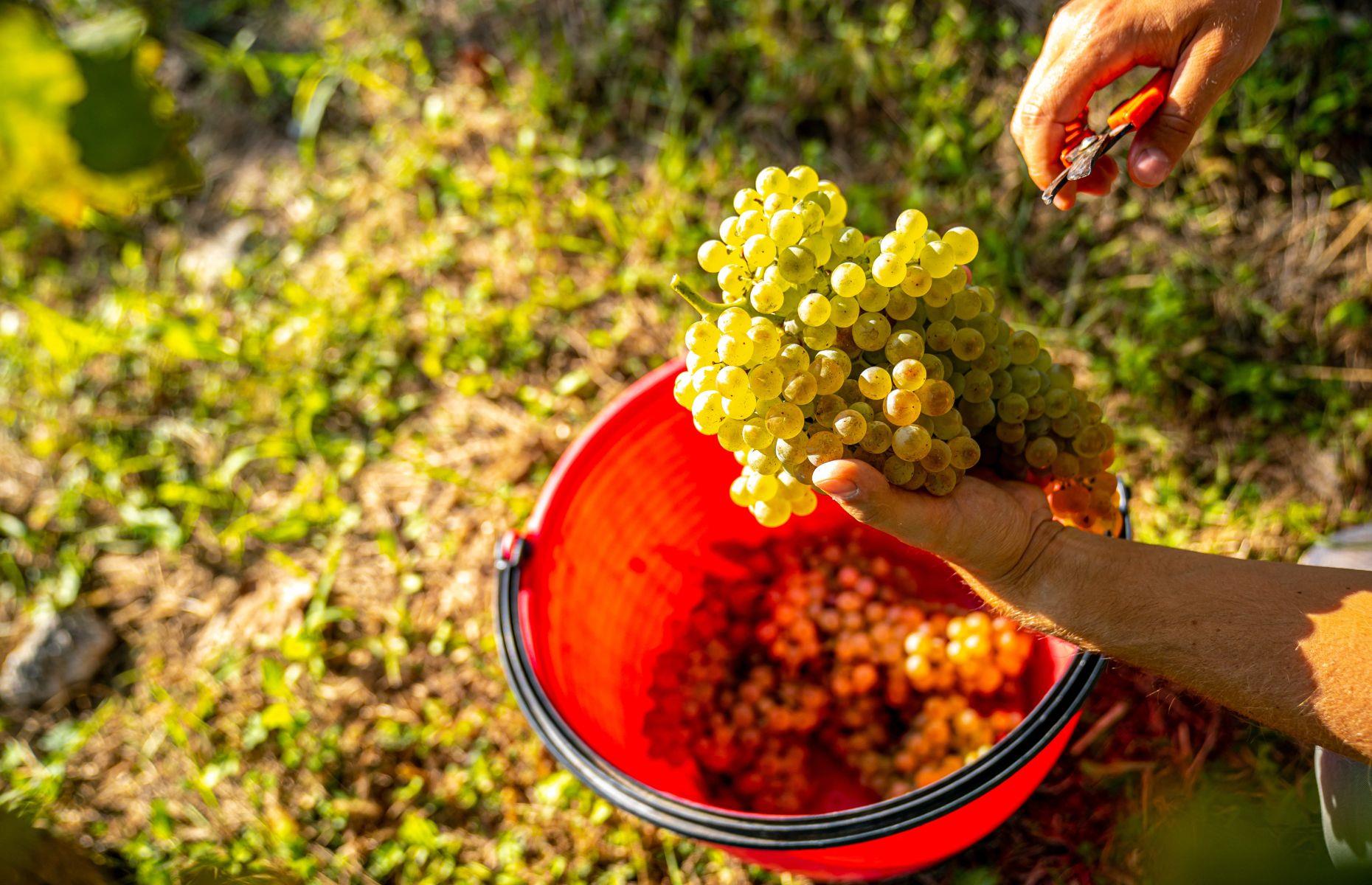 14. Prosecco