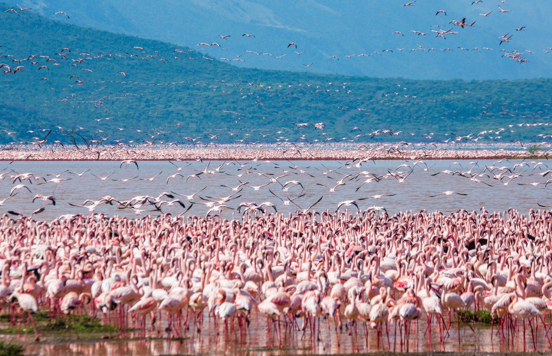 Lake Nakuru, Kenya