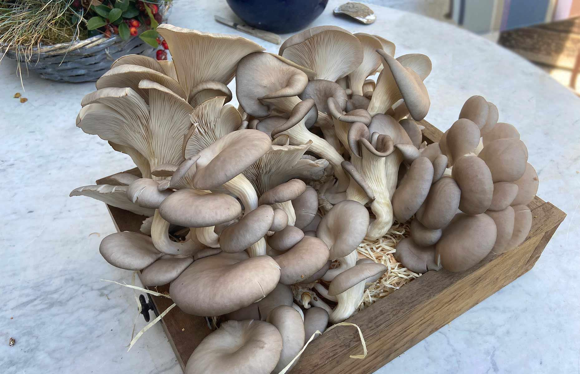 Grow gourmet mushrooms