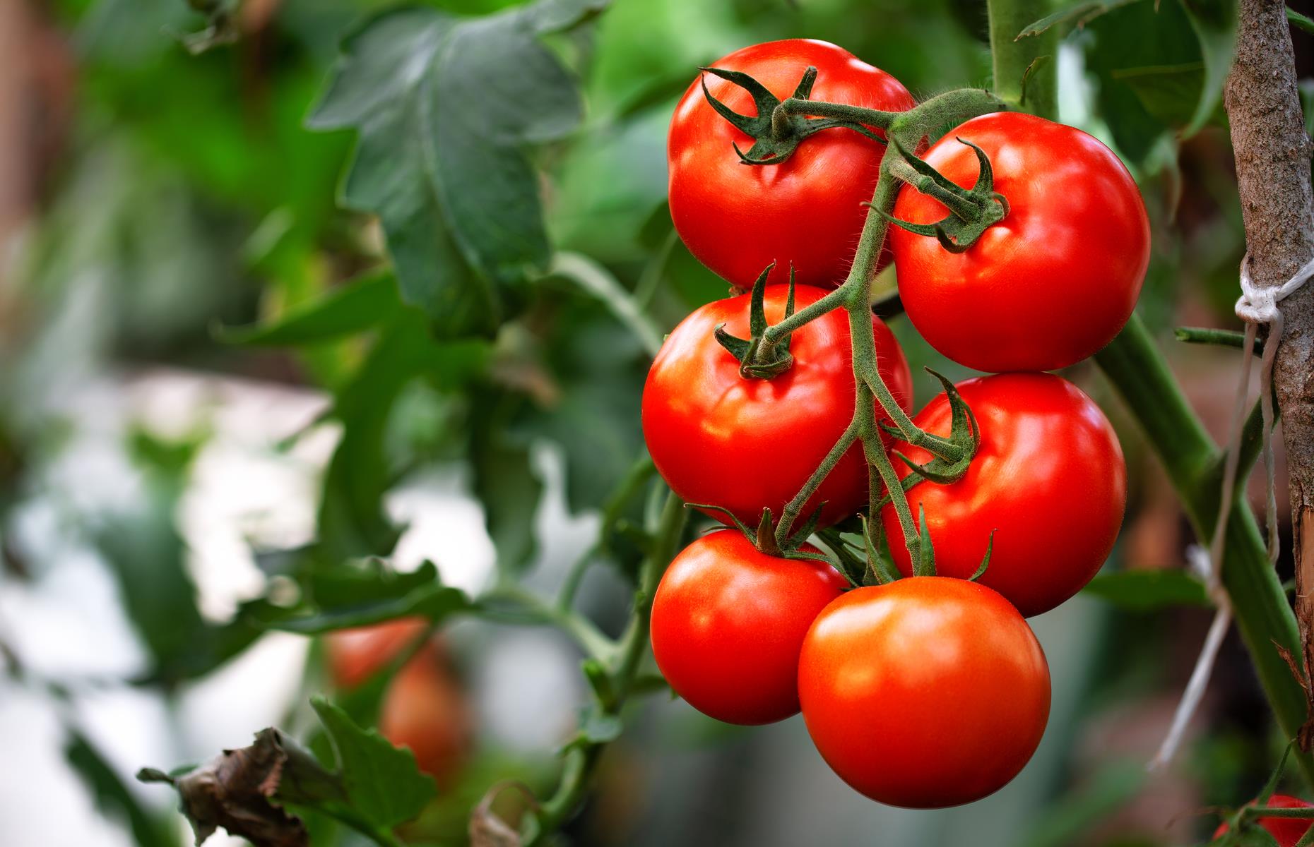 Study on how to make tomatoes taste better: $1.5 million 