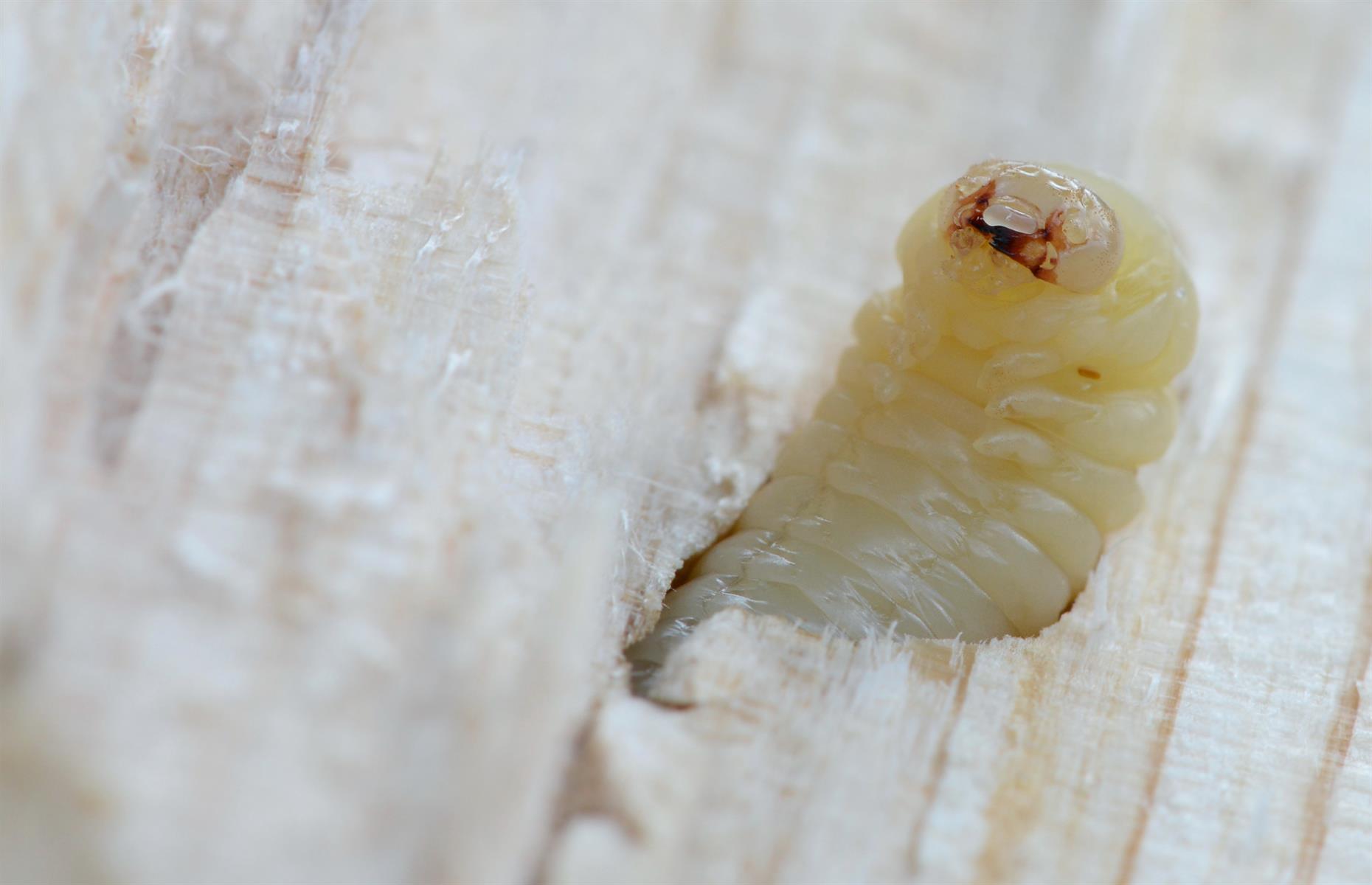 Woodworm infestation