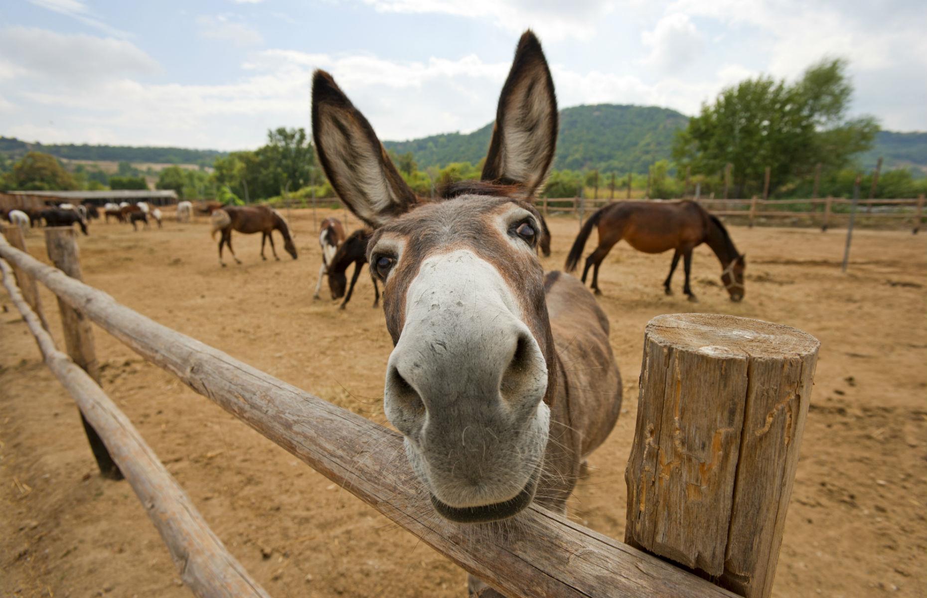 The EU: A blogging donkey – $9.5 million (£7.1m)