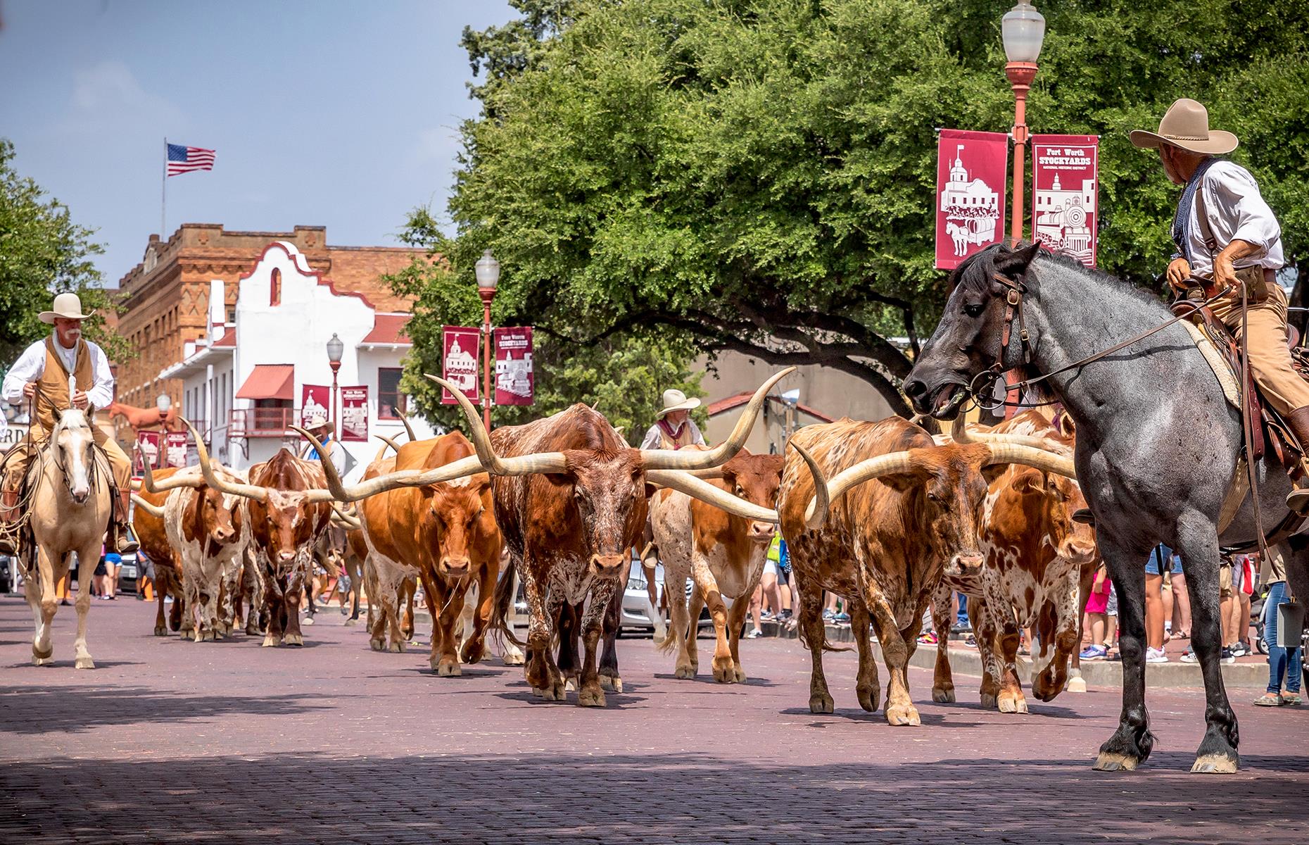 34. See a Texan cattle drive