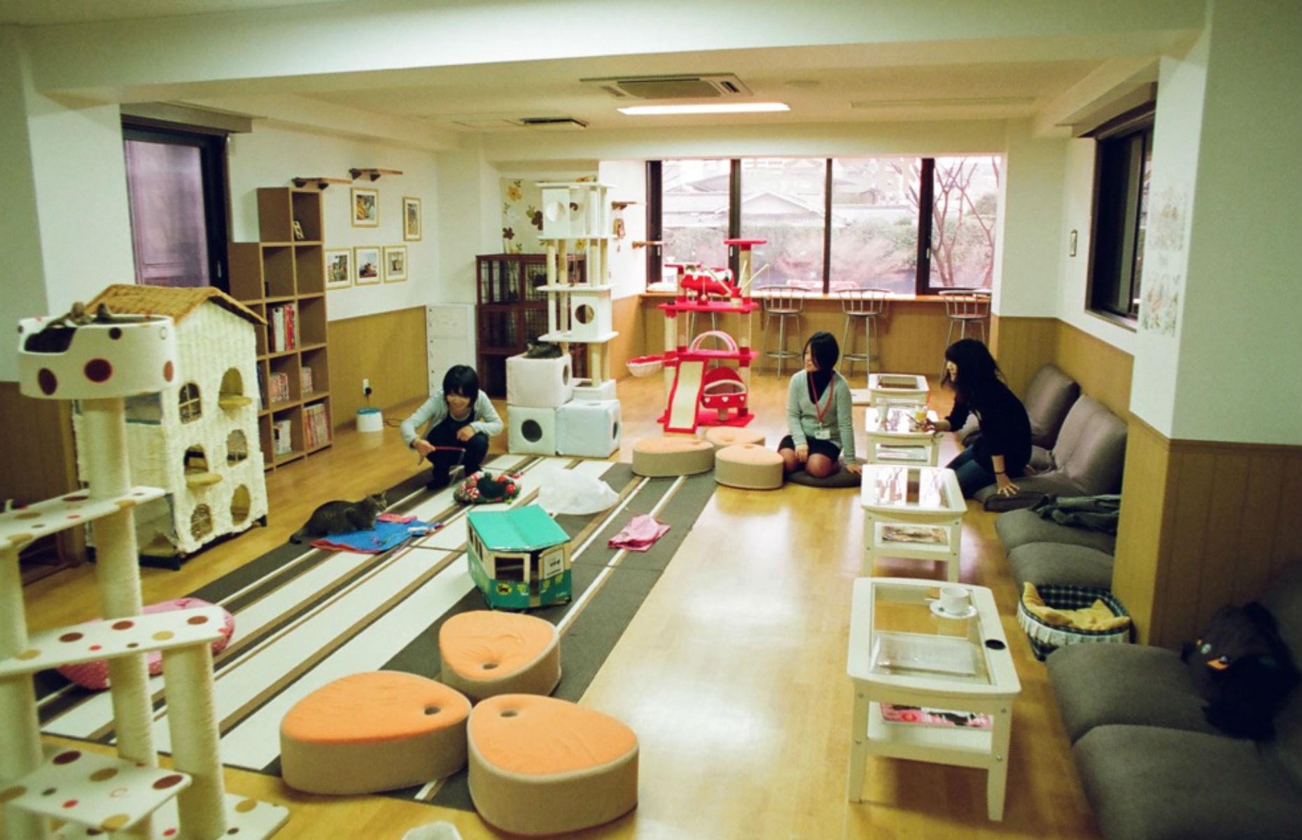 Nekokaigi Cat Cafe, Kyoto, Japan