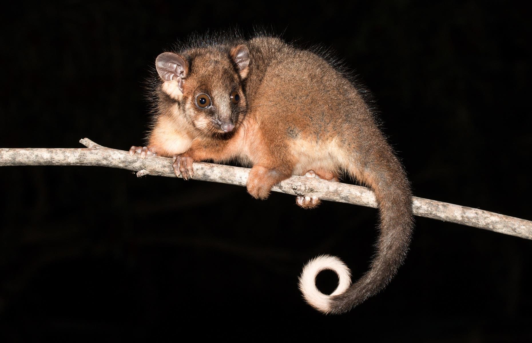Protected species: possums