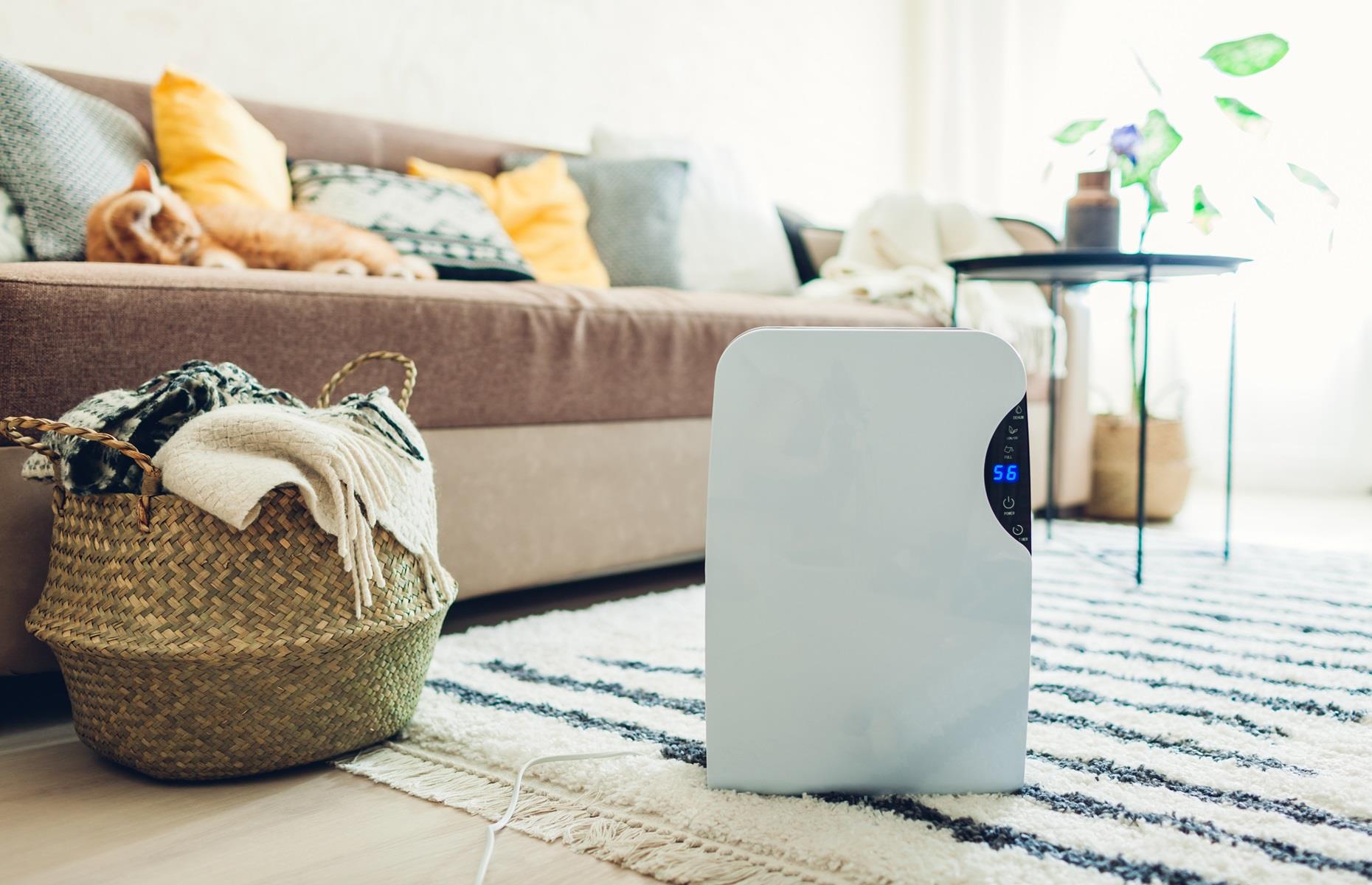 Invest in a dehumidifier