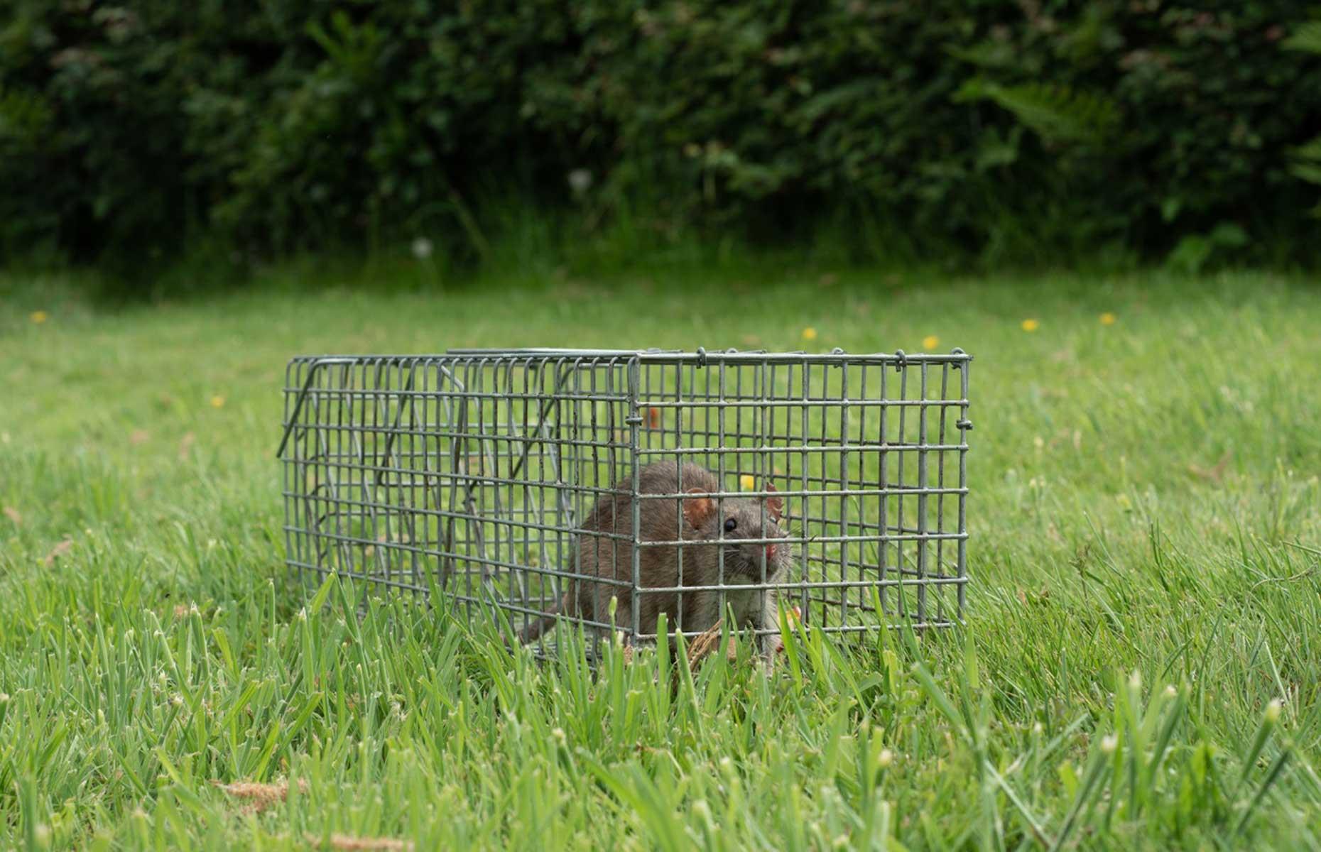 Rats: treatment