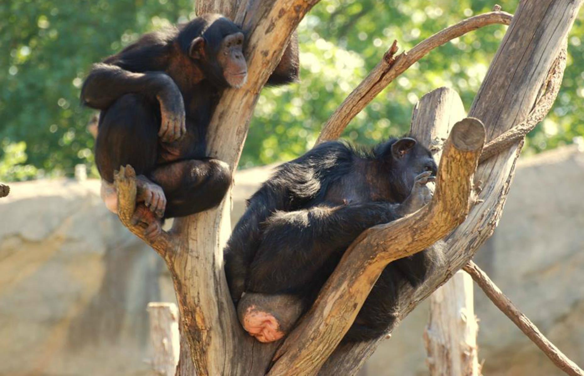 Saint Louis Zoo, St. Louis, Missouri