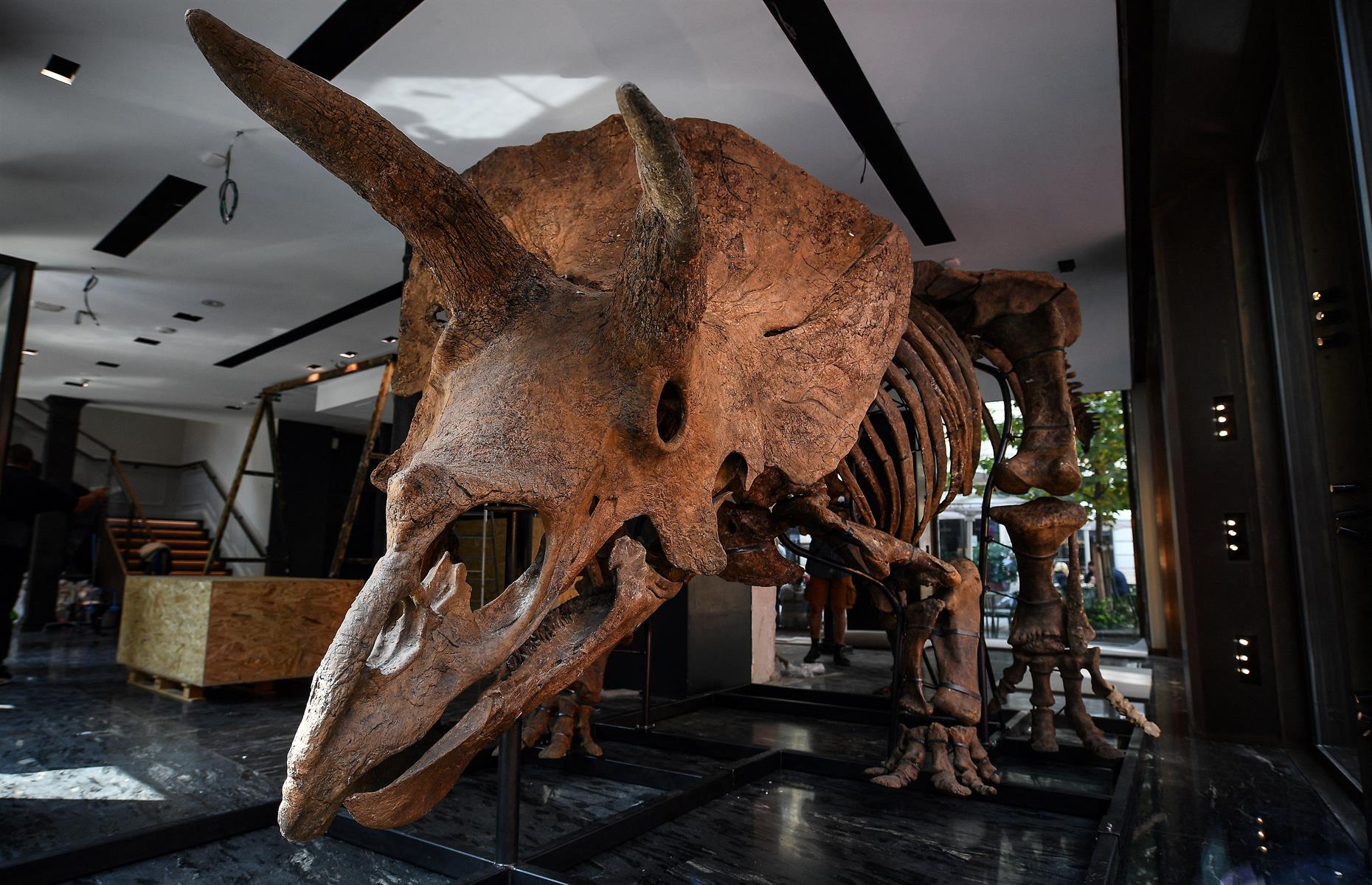 'Big John' triceratops skeleton: $7.7 million (£5.8m)