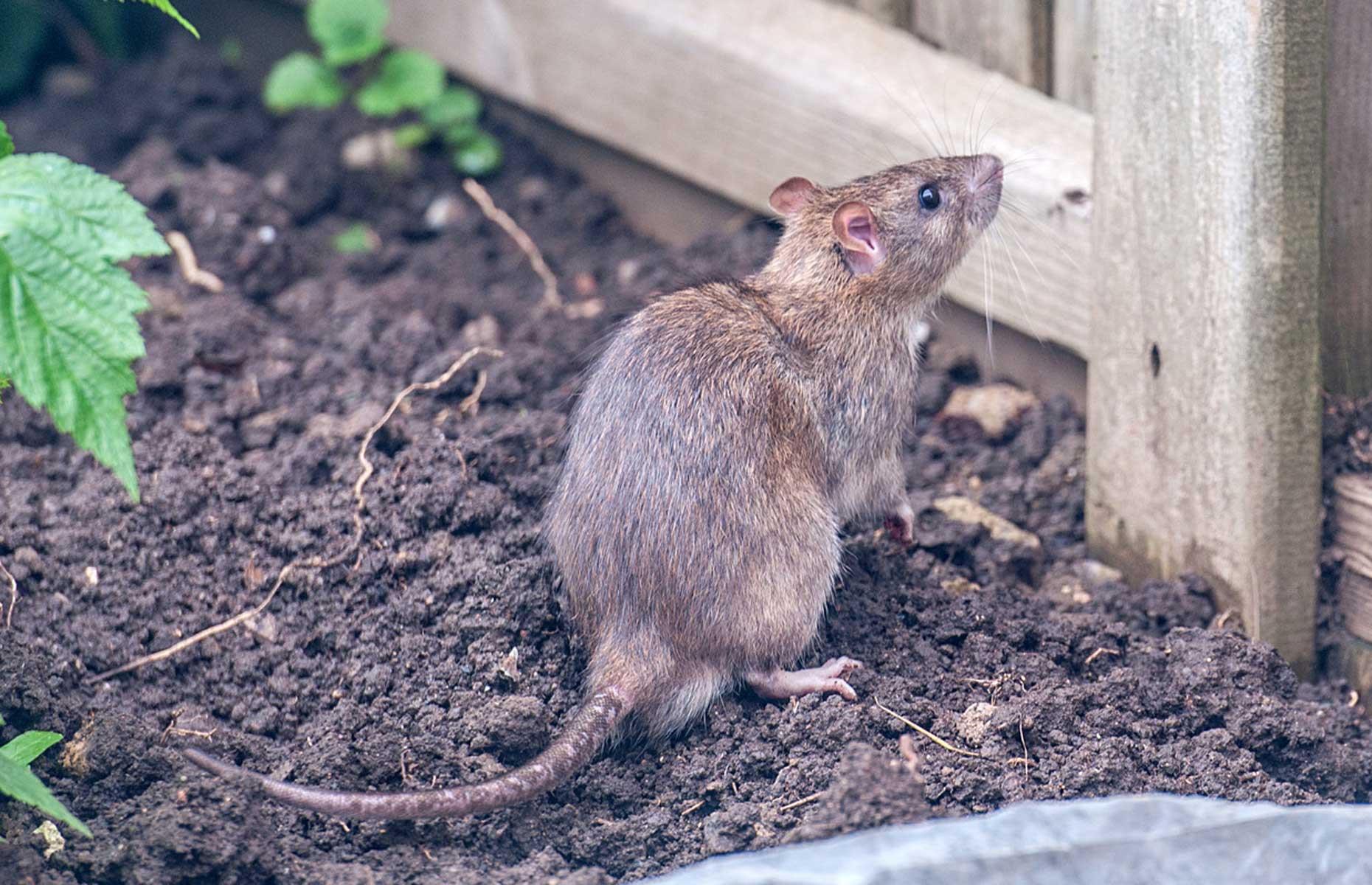Summer pests: rats