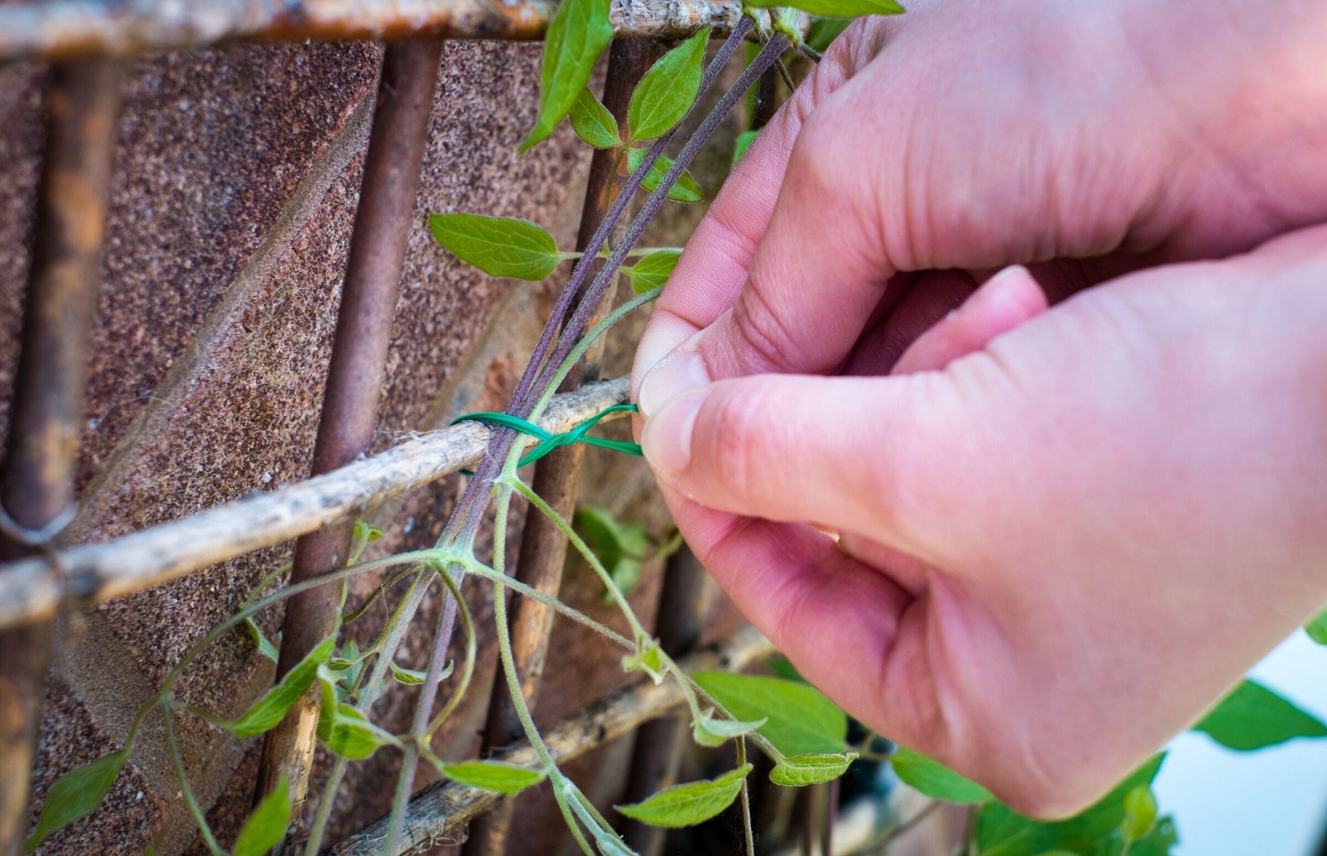 Control climbing plants with ties