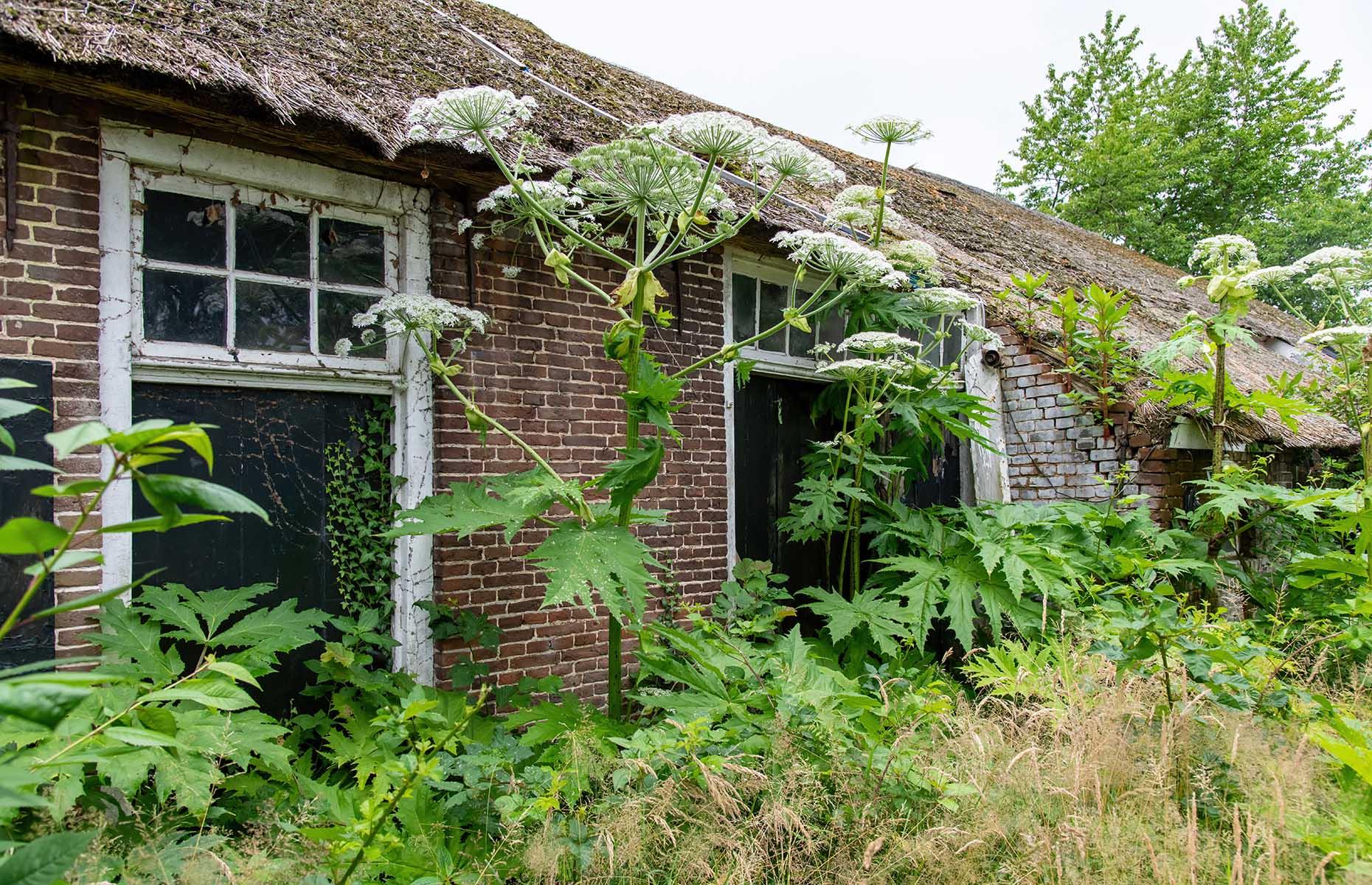 Giant hogweed (Heracleum mantegazzianum) 