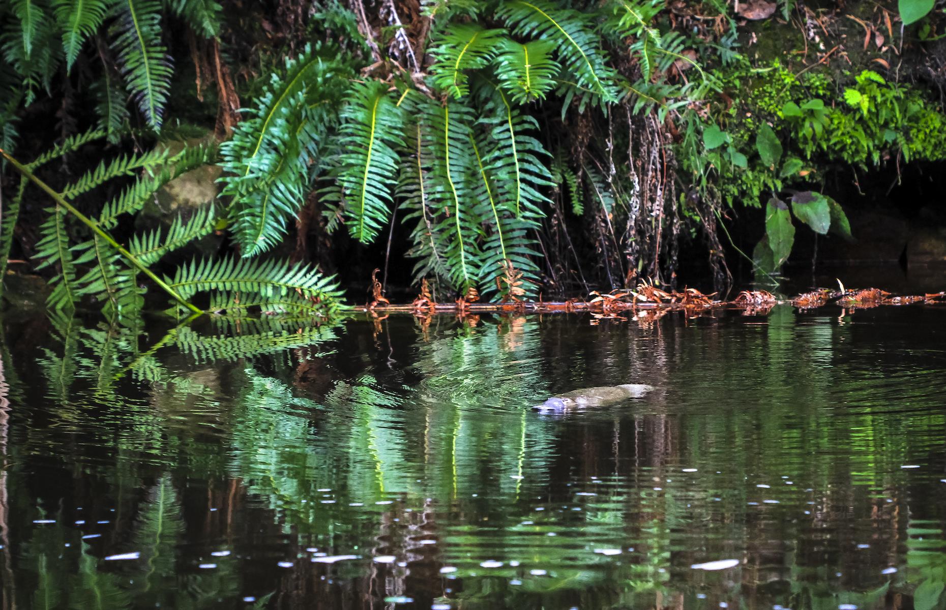 13. Spot the elusive platypus, Latrobe, Tasmania