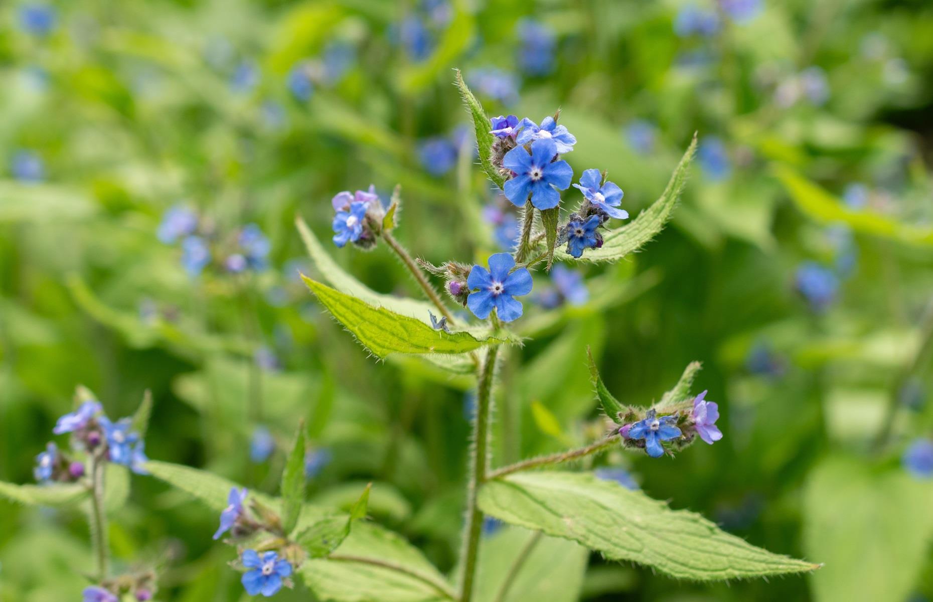 What problems can green alkanet cause?