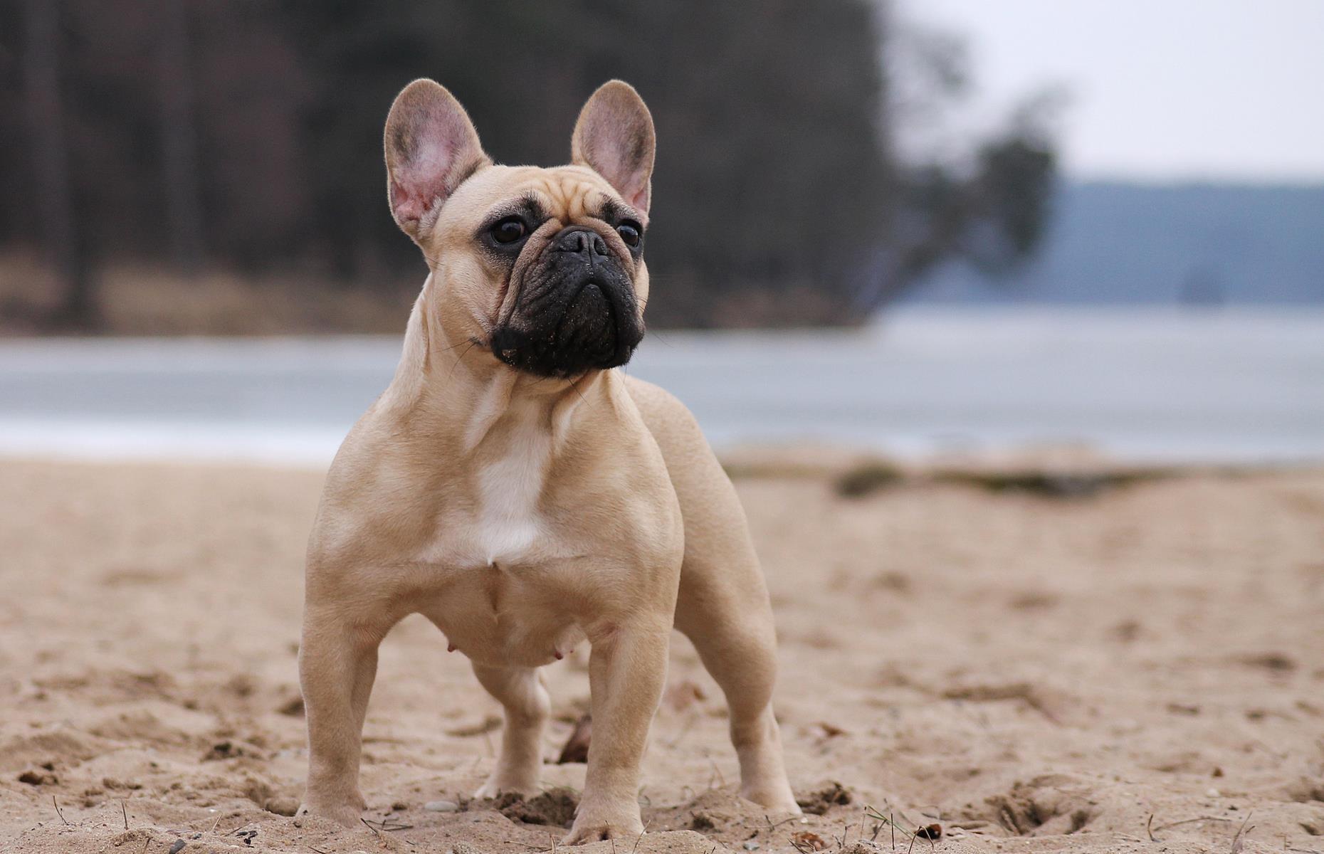 French Bulldog: Up to $6,000 (£4.5k)