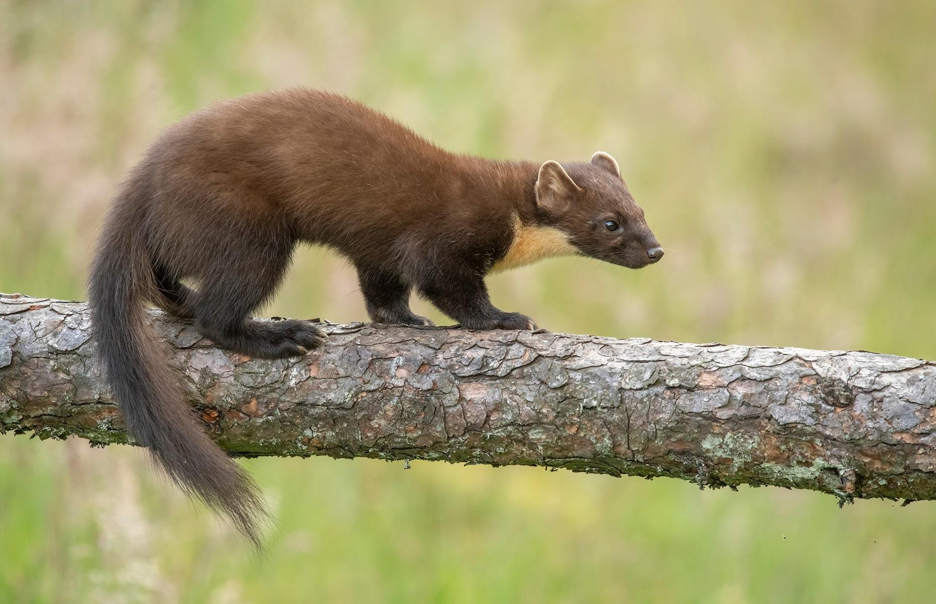 Protected species: European pine martens