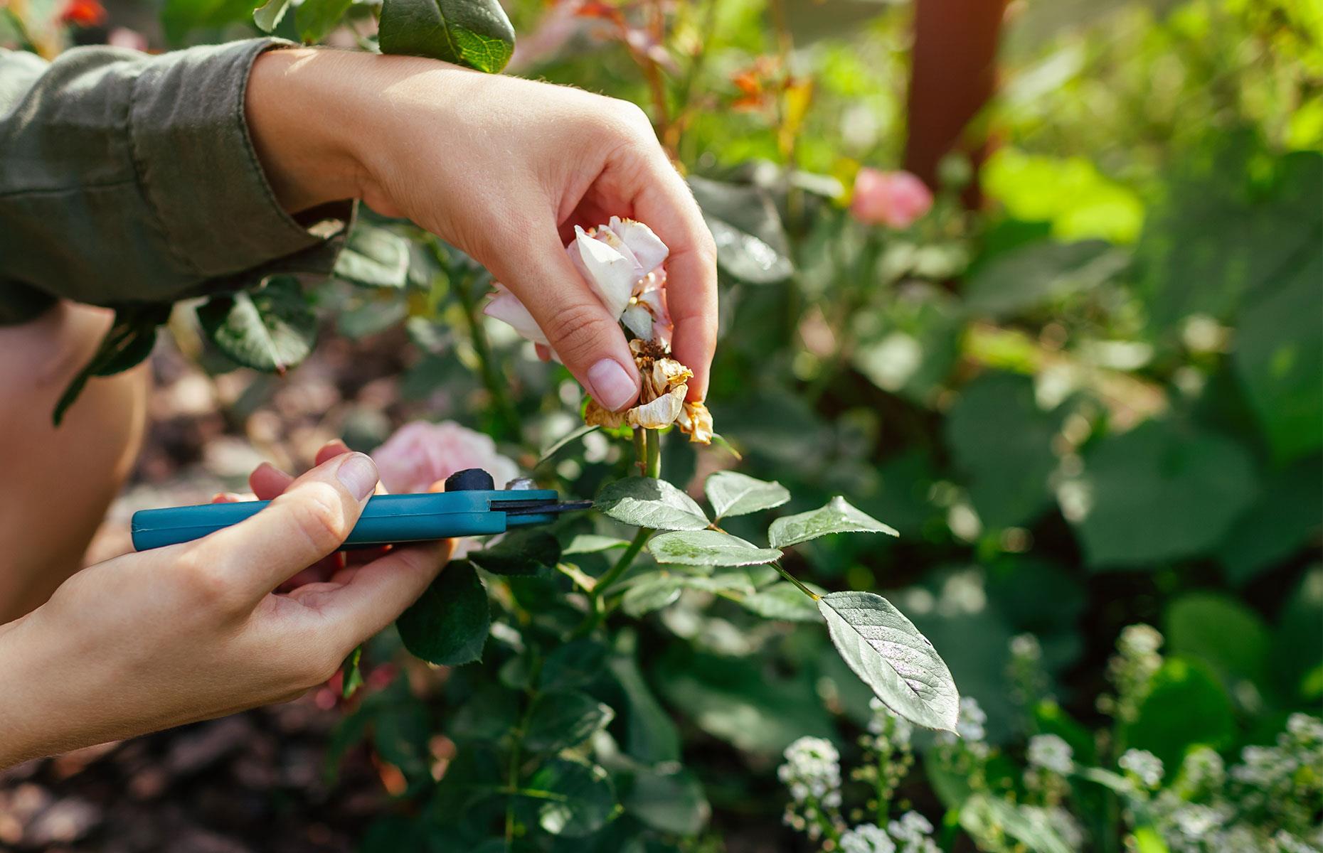 Remove deadheads for better flowers