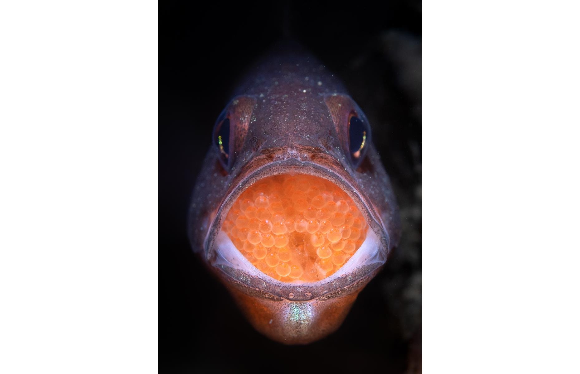 Caviar