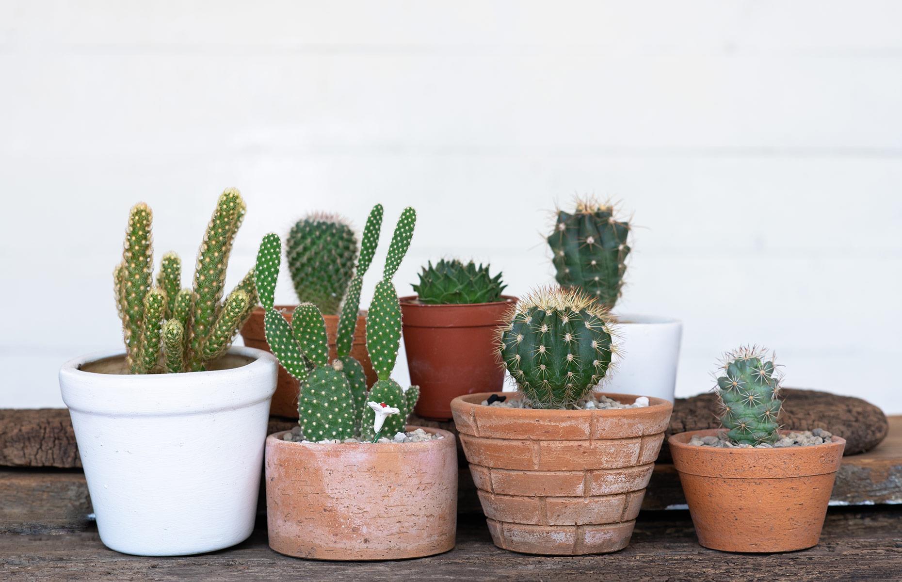 Cactus (Cactaceae)