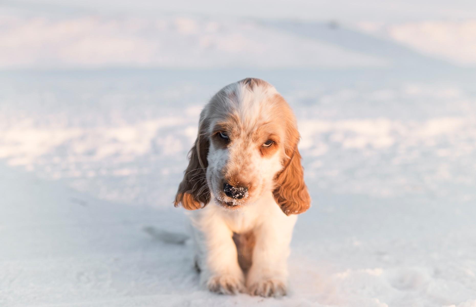 Unamused puppy in the snow