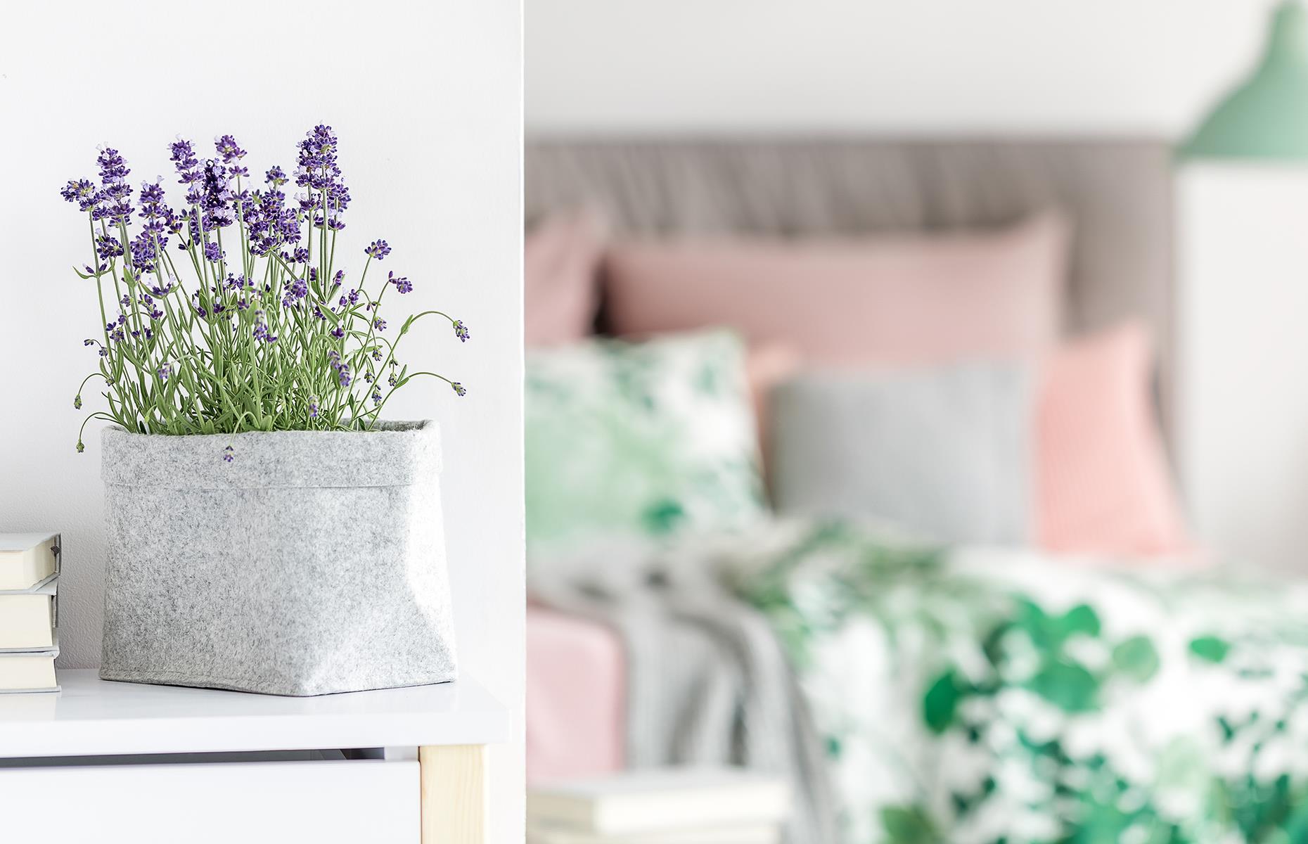 Dónde poner una planta de lavanda