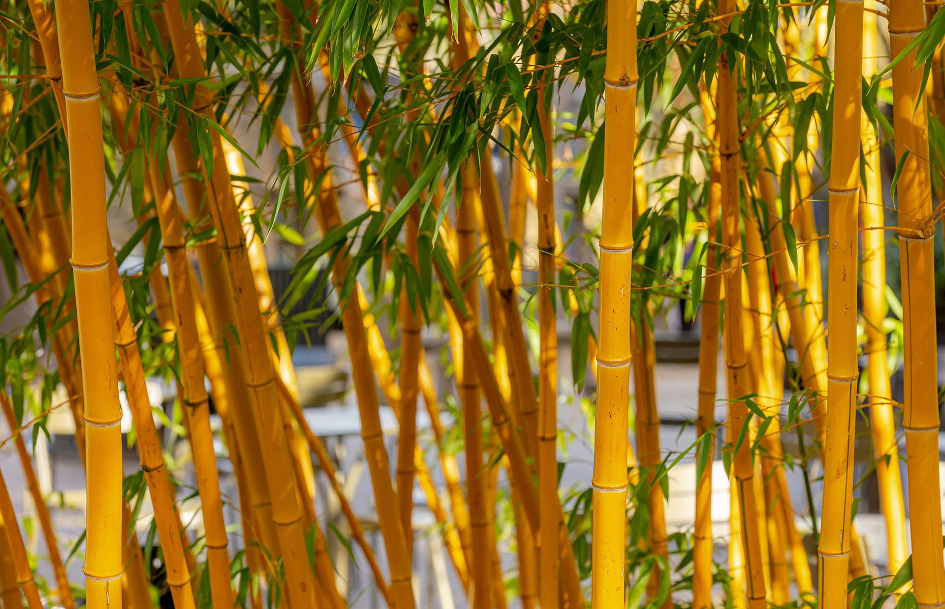 Golden bamboo (Phyllostachys aurea)
