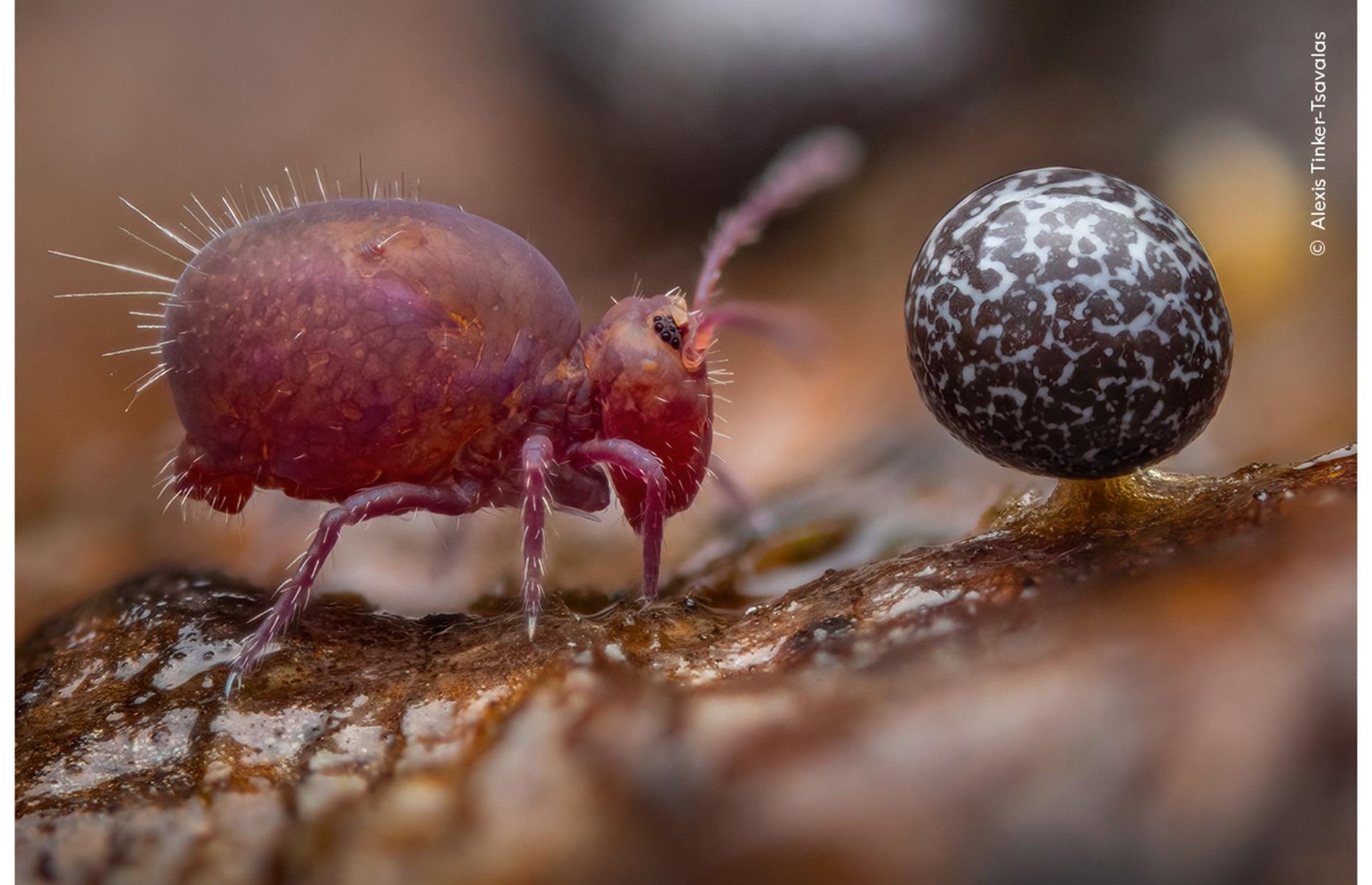 Life Under Dead Wood
