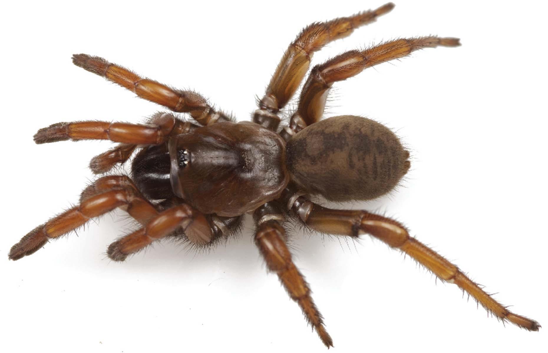 Angelina Jolie trapdoor spider
