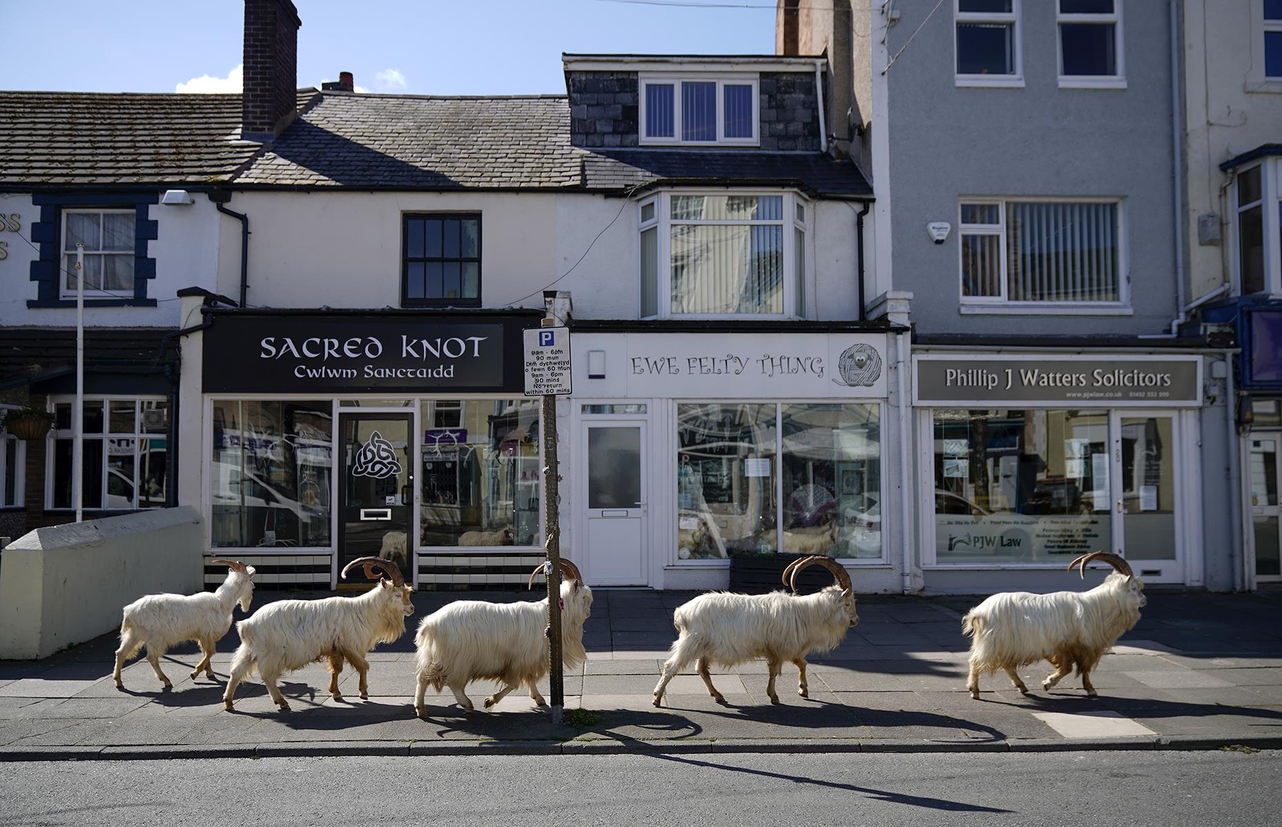 Curious goats roam in Llandudno, Wales, UK