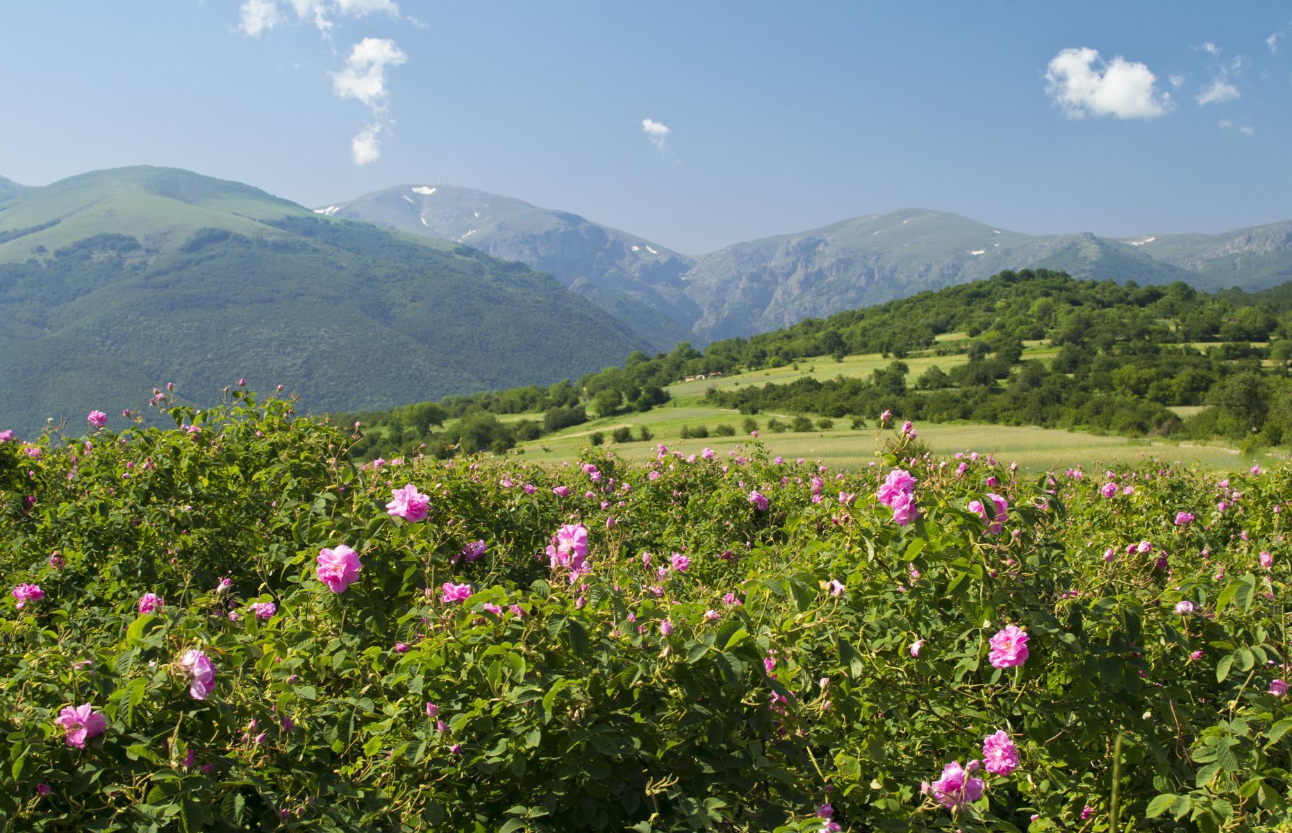 Долина роз (Rose Valley) \ Болгария