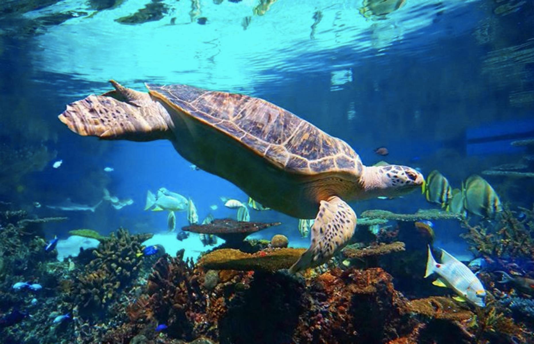 National Aquarium, Baltimore, Maryland