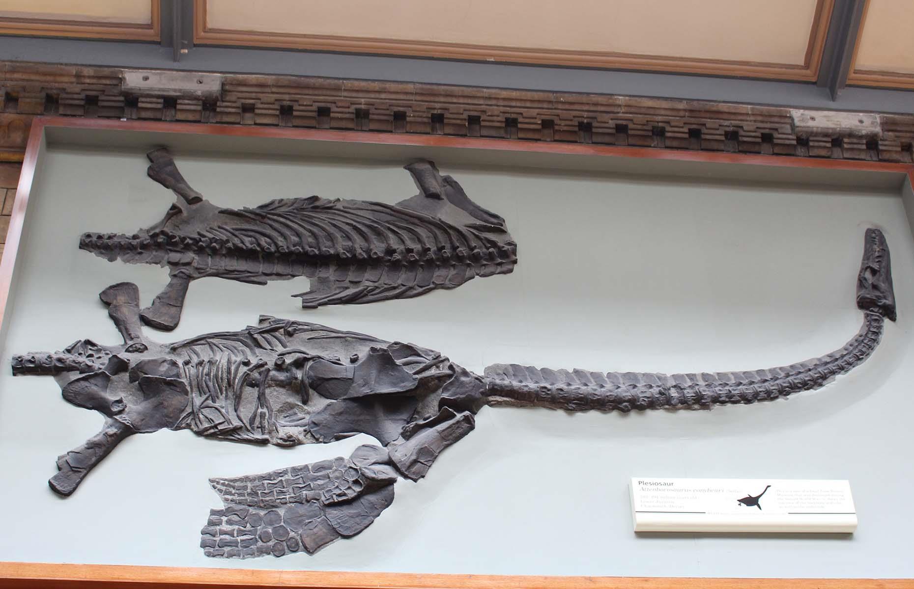 Sir David Attenborough dinosaur