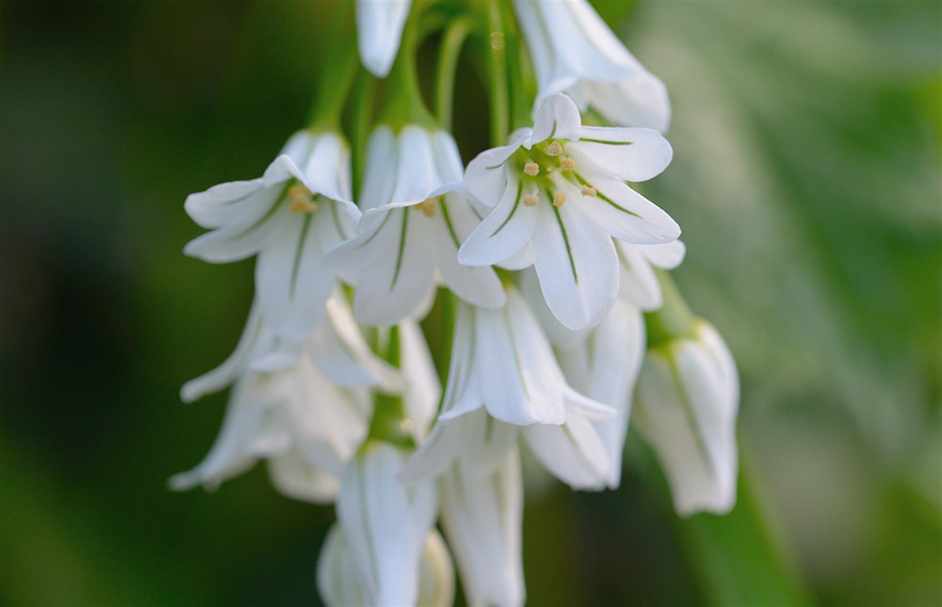 What problems can three-cornered garlic cause?