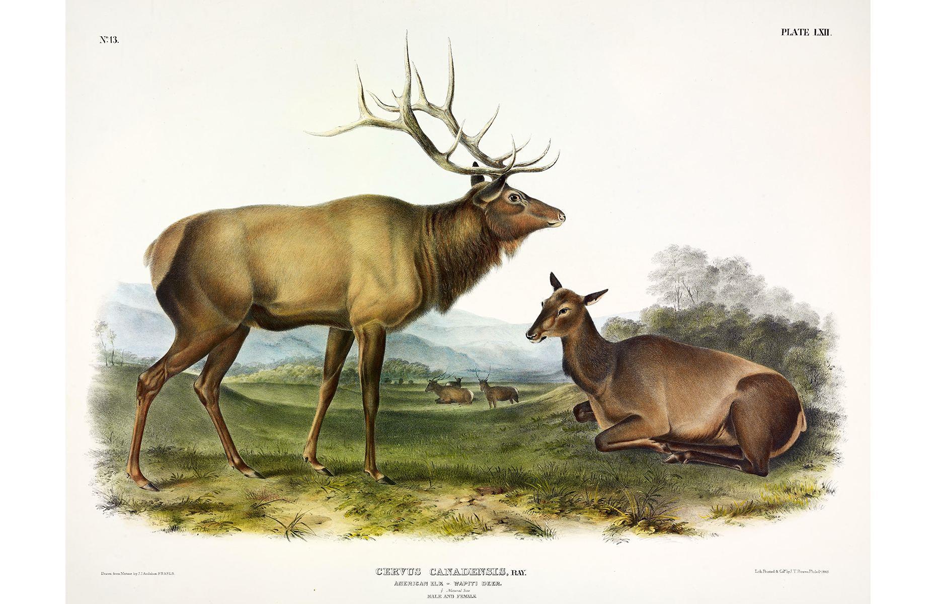 Eastern elk