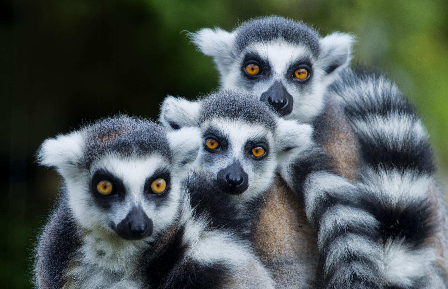 Get up close to lemurs in Madagascar
