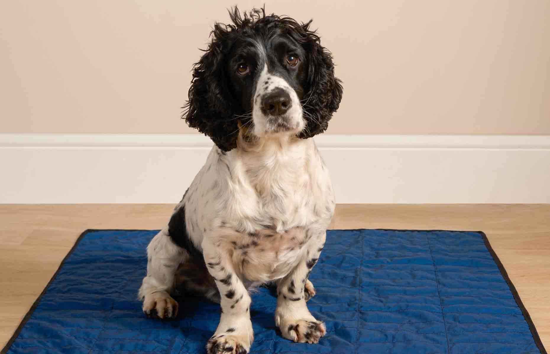 Purchase a cooling pet mat
