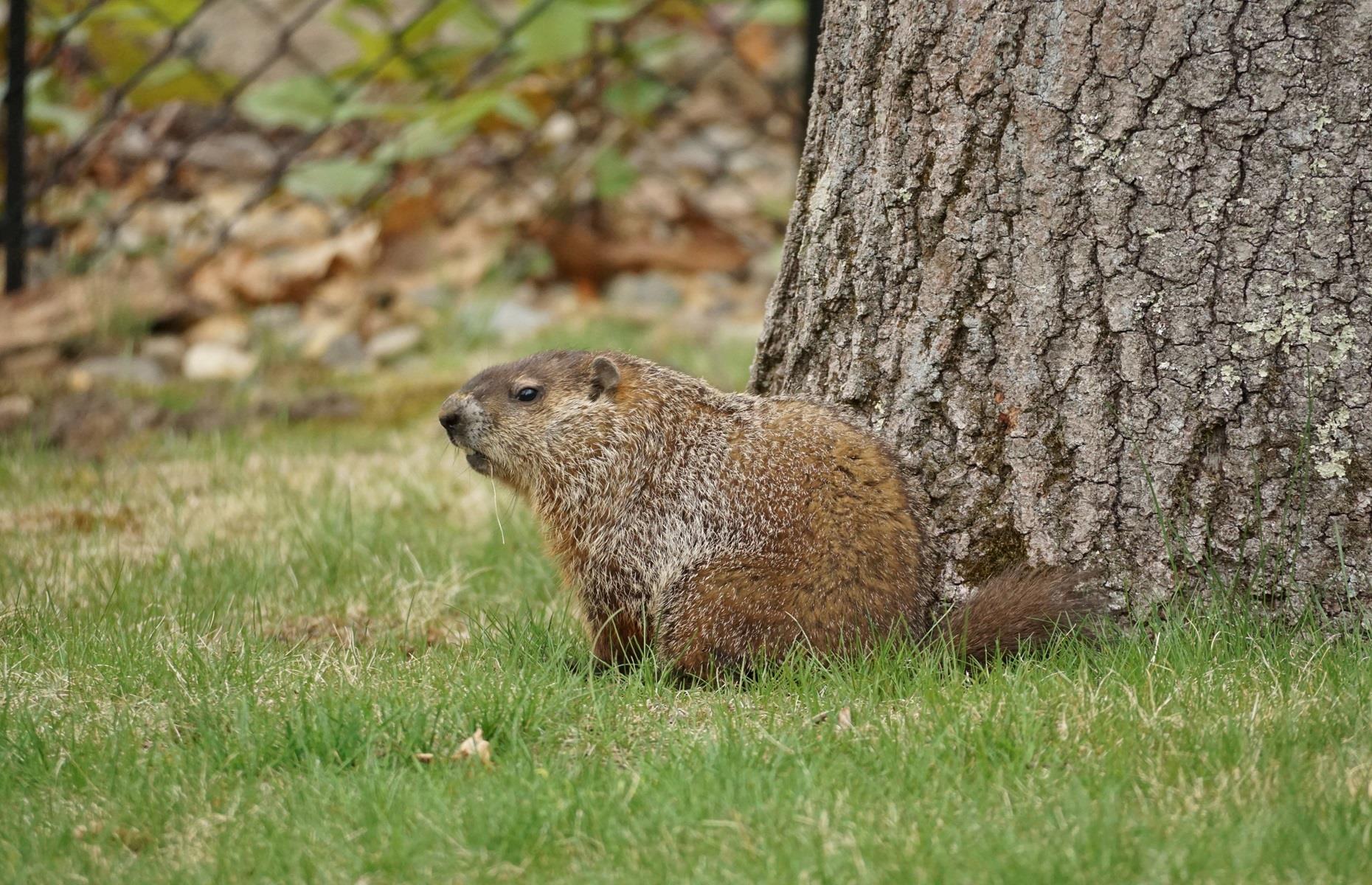 Especies protegidas: marmotas