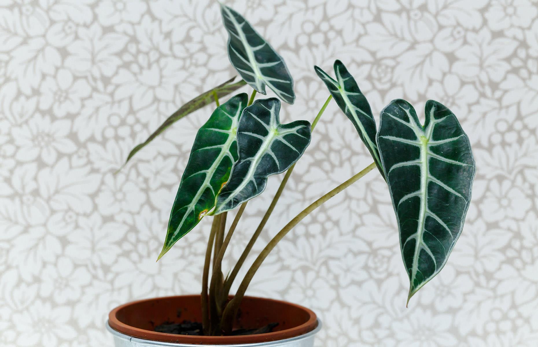 Toxic plant: elephant's ears (Alocasia)