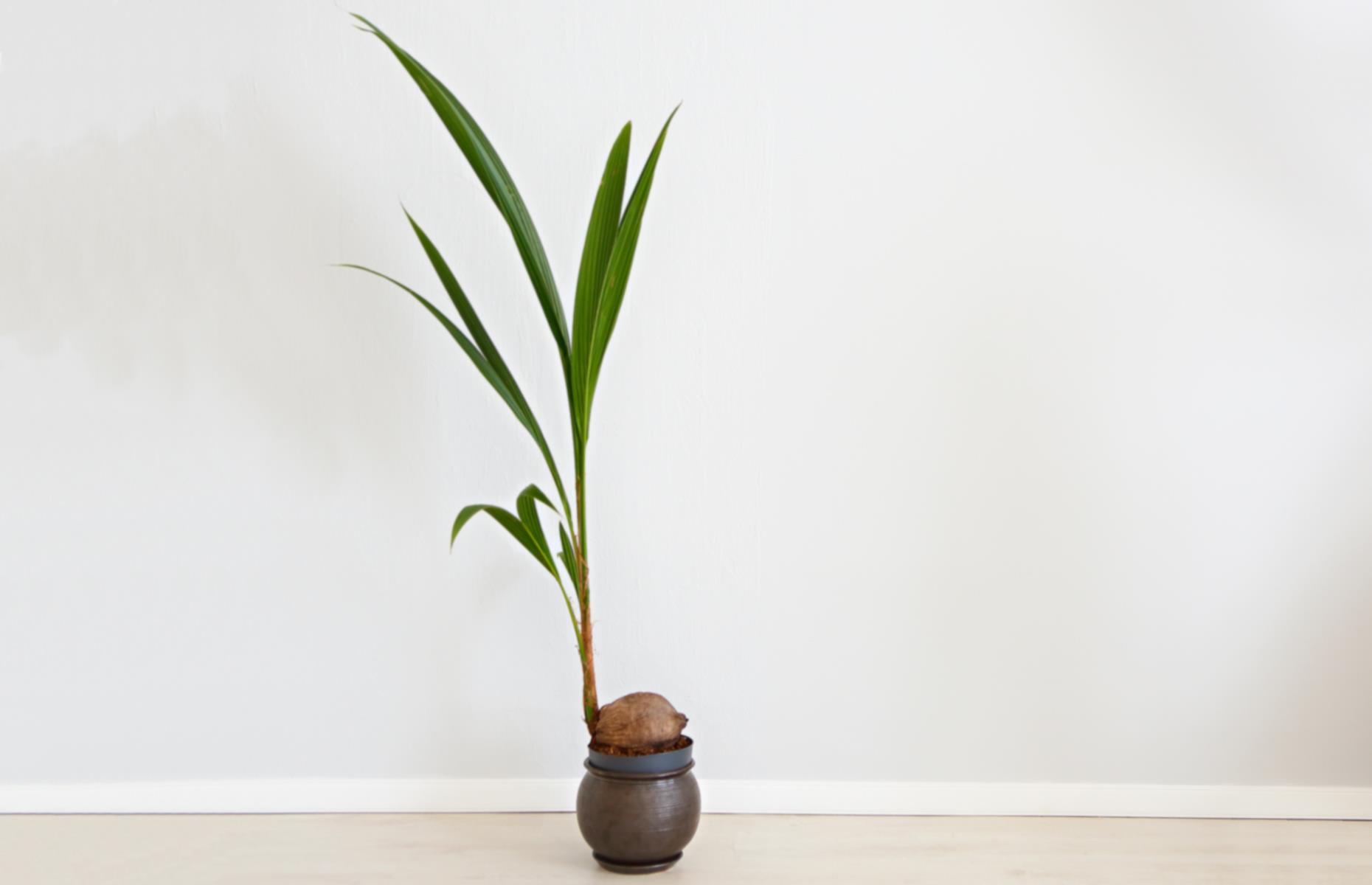 Safe swap: coconut palm (Cocos nucifera)