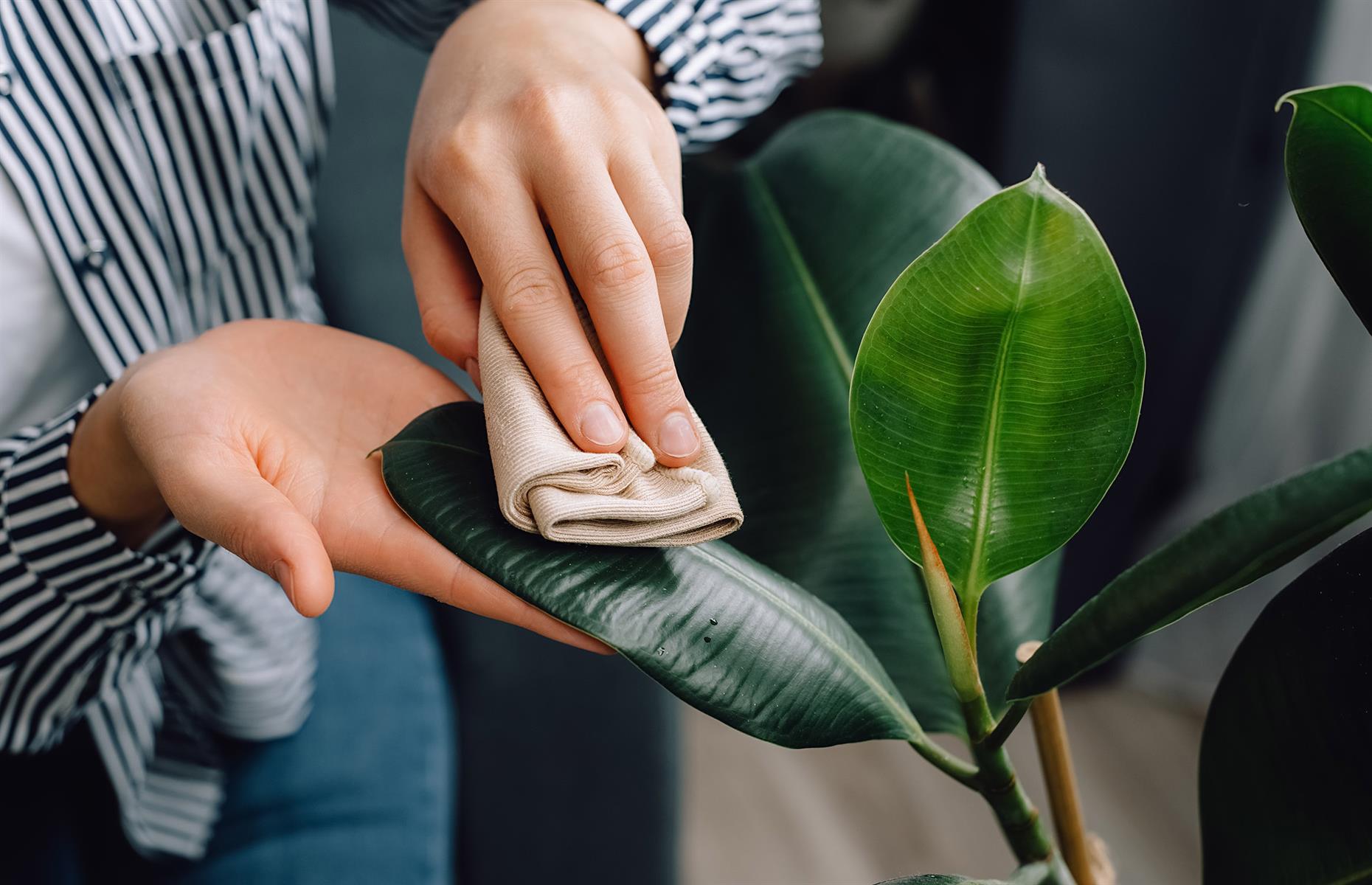 Dust your houseplants