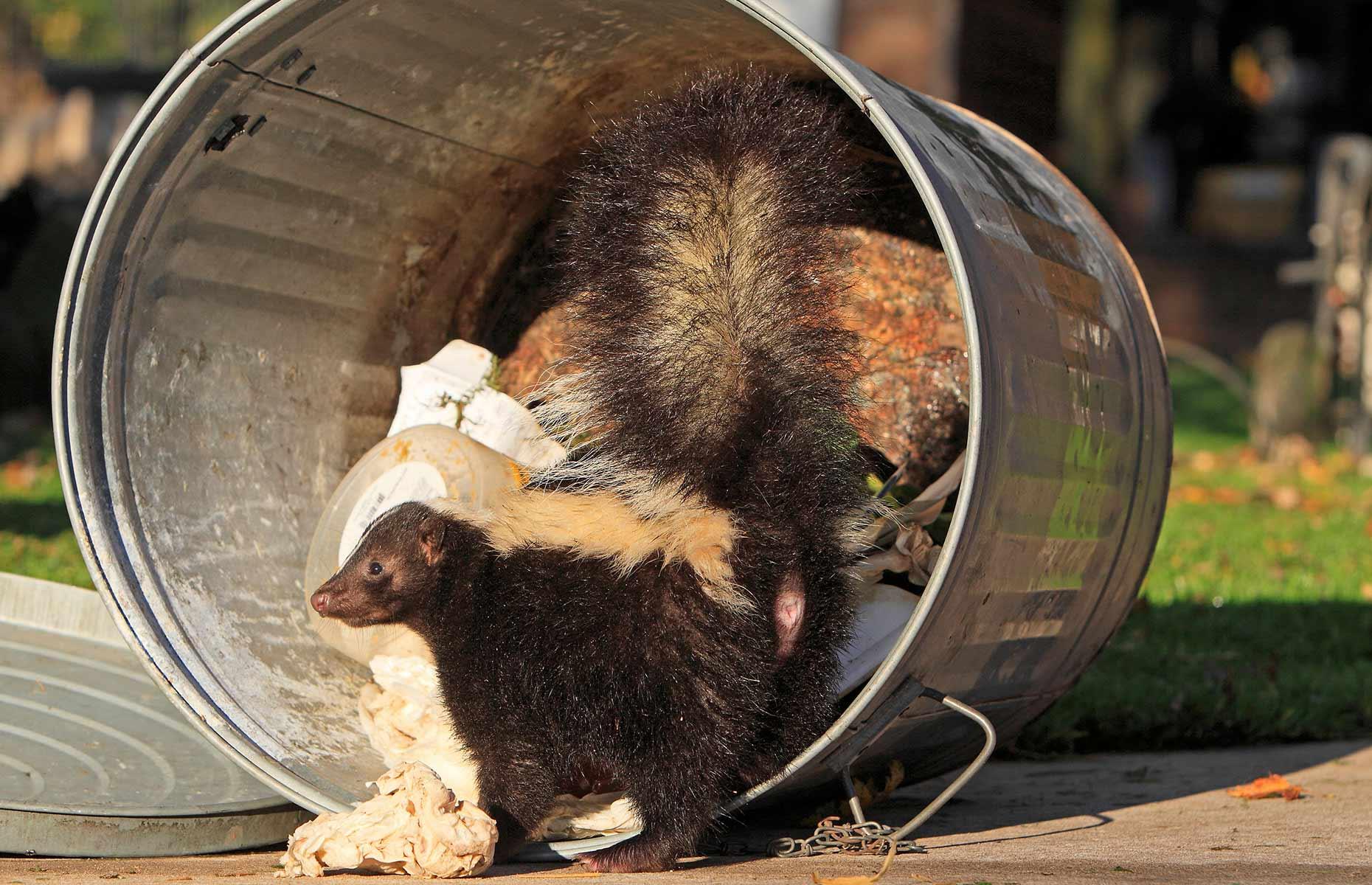How to tackle protected creatures in your home and yard 